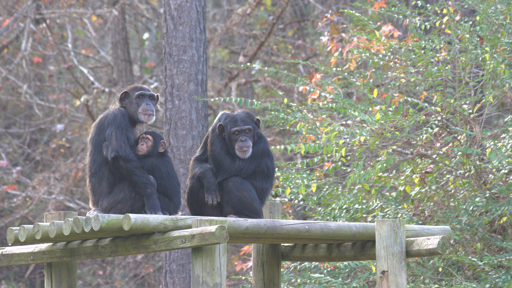 Keithville, Louisiana - Baby Carlee gets a cuddle from Mum Passion sitting on a platform in their forest habitat at Chimp Haven. (National Geographic/Virginia Quinn)