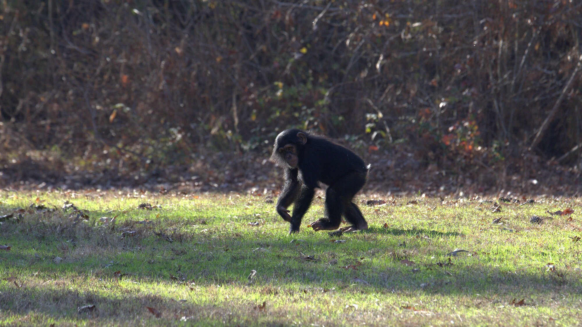 Keithville, Louisiana - Carlee running through grass in the forest in Flora's group forest habitat. (National Geographic/Virginia Quinn)