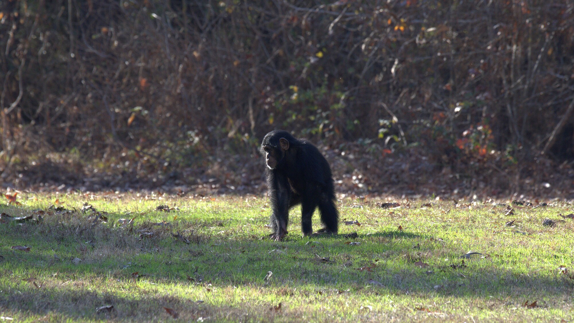 Keithville, Louisiana - Carlee running through grass in the forest in Flora's group forest habitat. (National Geographic/Virginia Quinn)