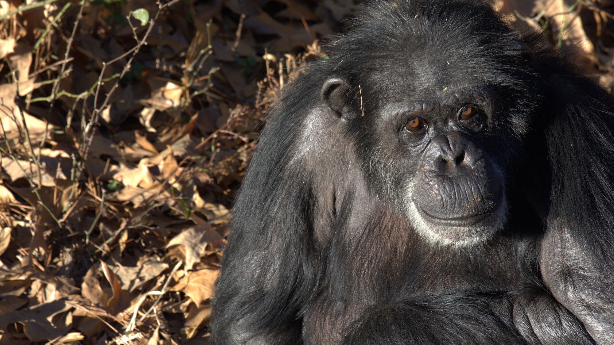 Keithville, Louisiana - Sara Soda among the leaves in her woodland habitat at Chimp Haven. Sara Soda is Alpha of her group 'Sara Soda's Group'. (National Geographic/Virginia Quinn)