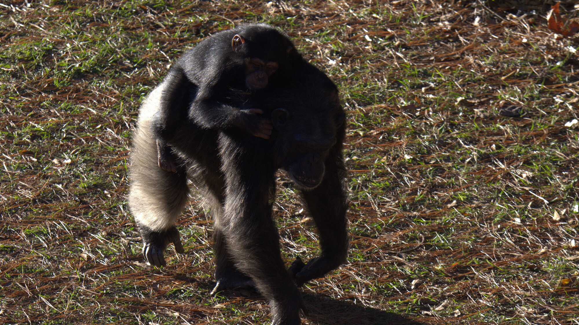 Carlee riding on Nope's back. Sara Soda's group. (National Geographic/Virginia Quinn)