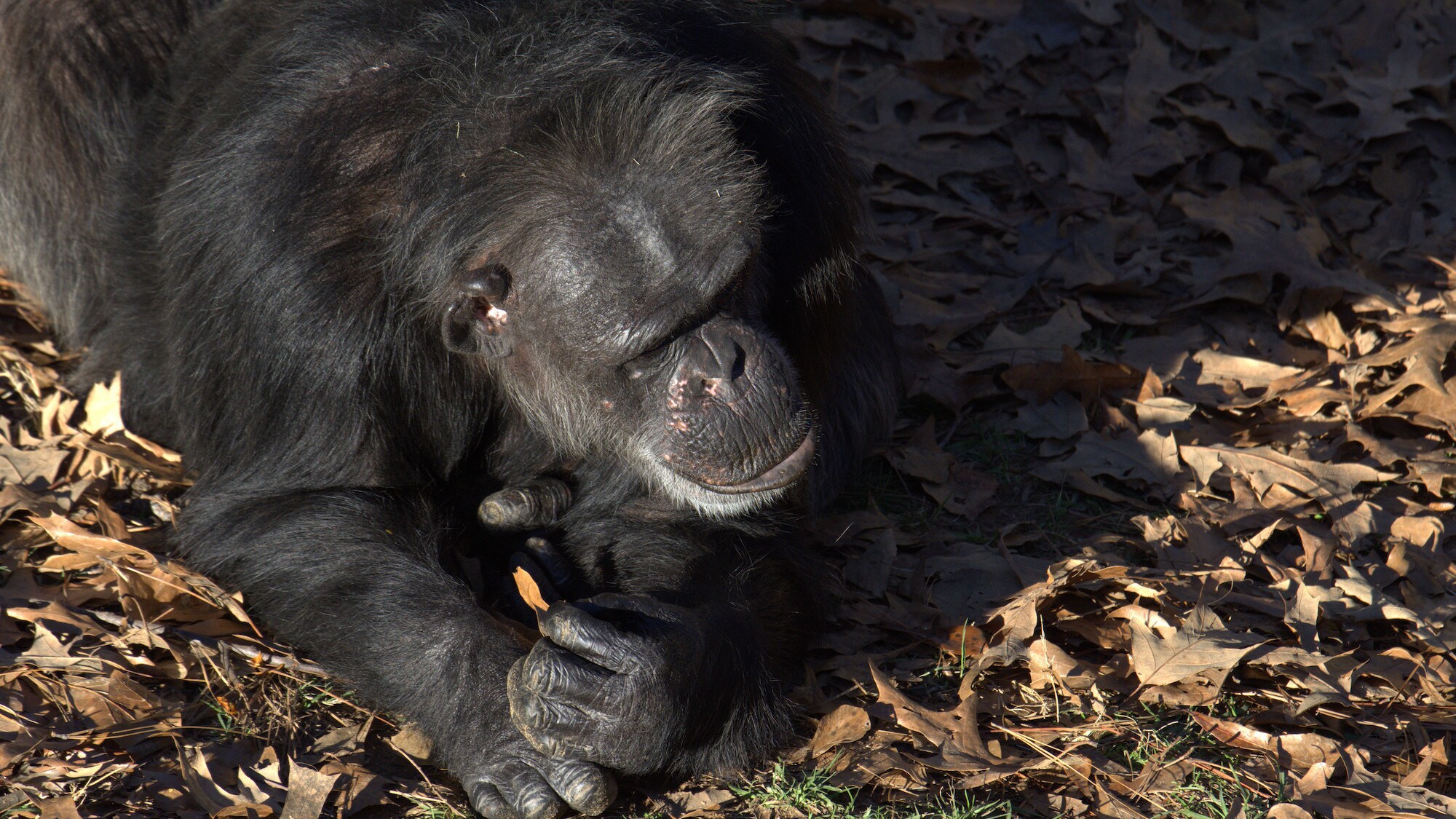 Keithville, Louisiana - Dea resting in the leaves. Sara Soda is Alpha of her group. (National Geographic/Virginia Quinn)