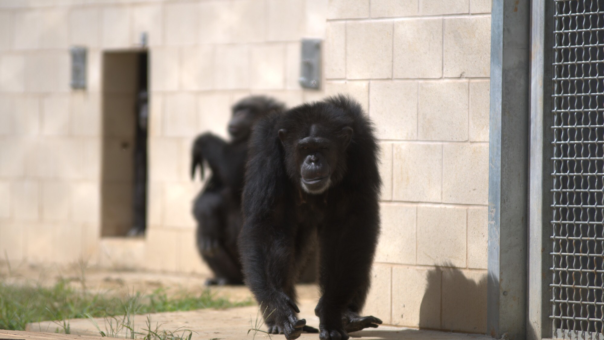 Keithville, Louisiana - Bumble walking towards camera. Flora's Group'.(National Geographic/Virginia Quinn)
