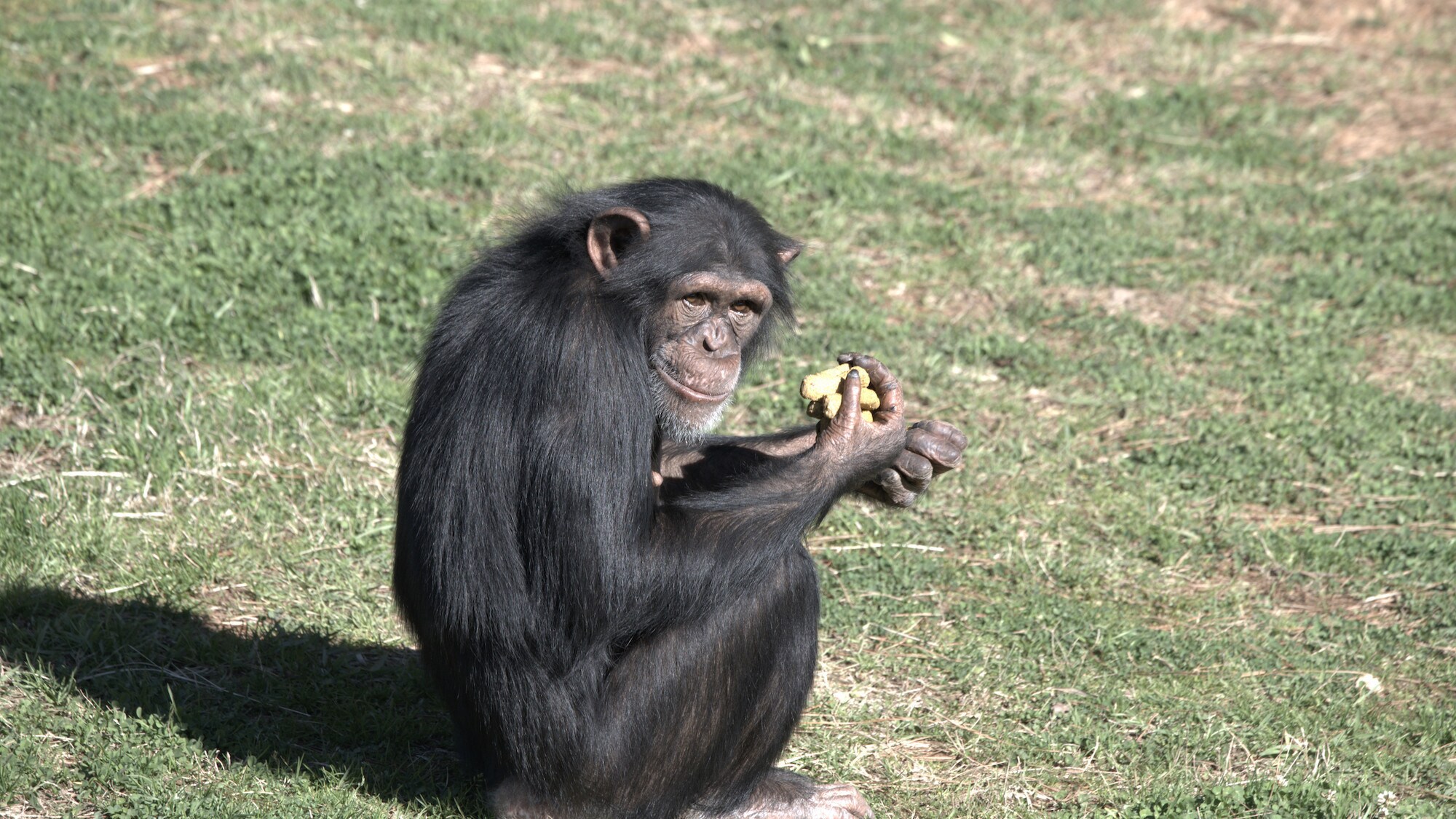 Natalie sitting in the woodland enclosure eating chow, a highly nutritious food supply. Sara Soda's group. (National Geographic/Virginia Quinn)