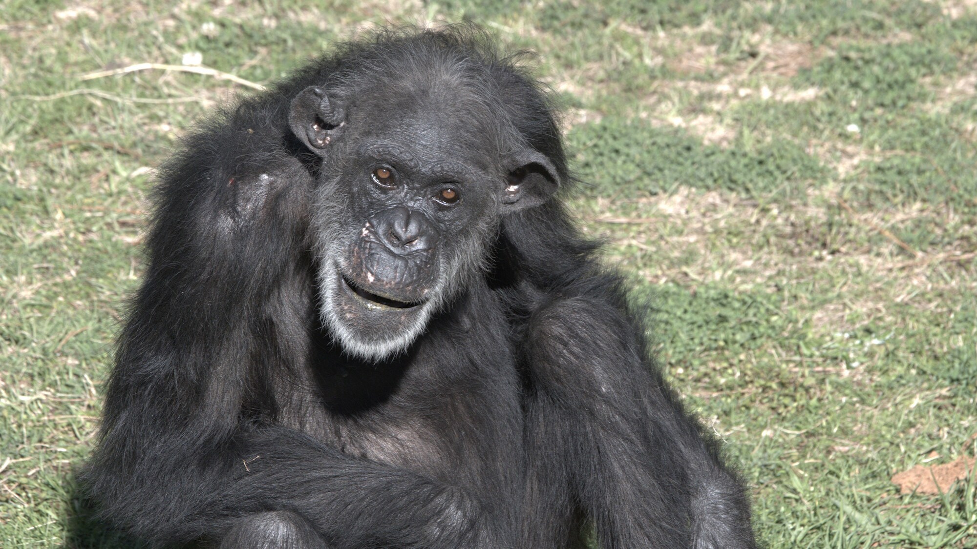 Gina sitting on logs in the woodland enclosure. Sara Soda's group. (National Geographic/Virginia Quinn)