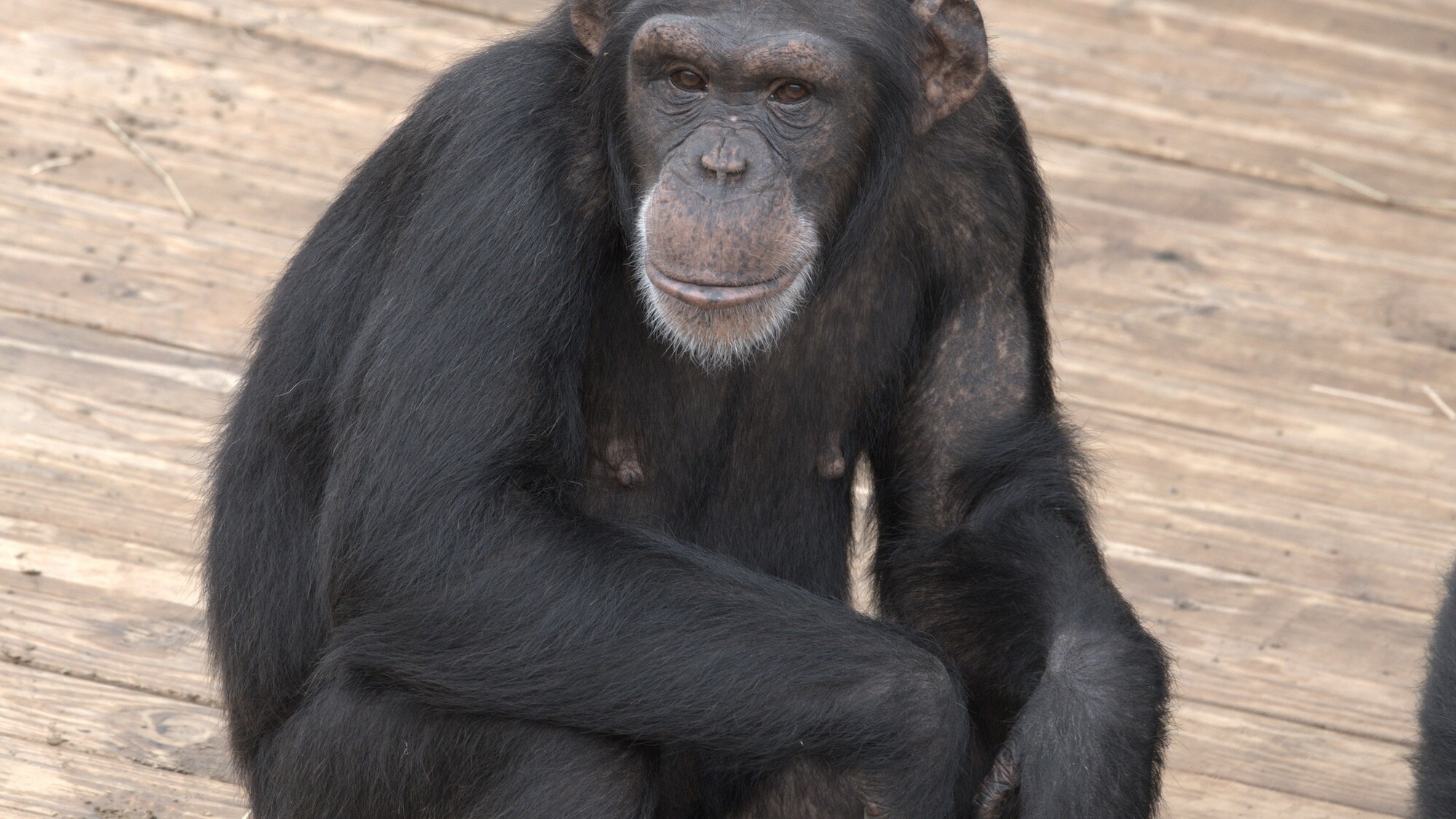 Quilla looking for trouble. Quilla is in 'Slim's Group'. (National Geographic/Virginia Quinn)