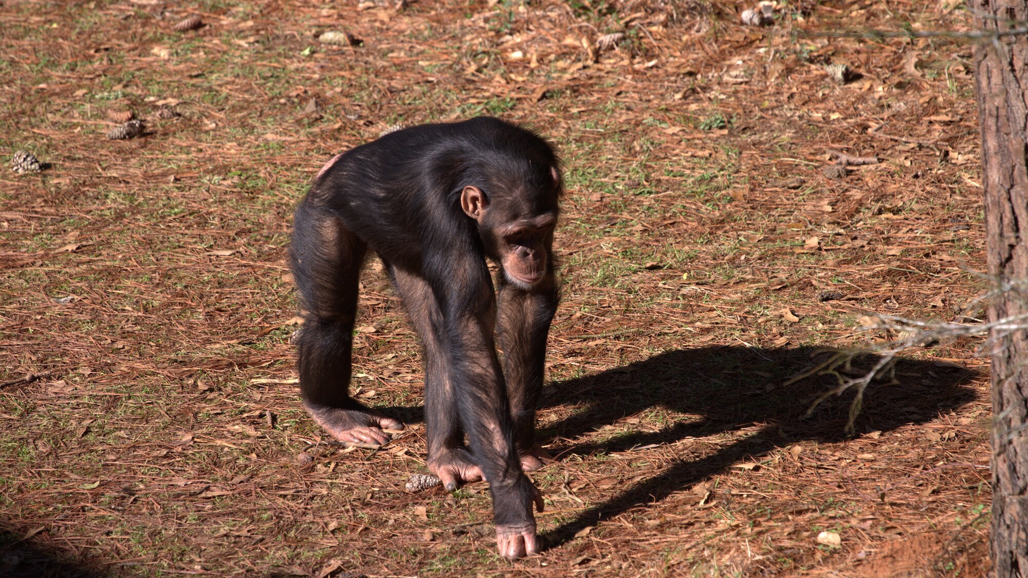 Valentina Rose locomotion across the forest habitat - knuckle walking. Sara Soda's group. (National Geographic/Jack Chapman)