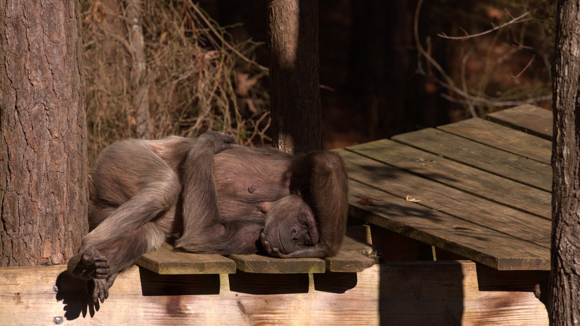 Flora sleeping on a platform in the summer heat. Sara Soda's group. (National Geographic/Jack Chapman)