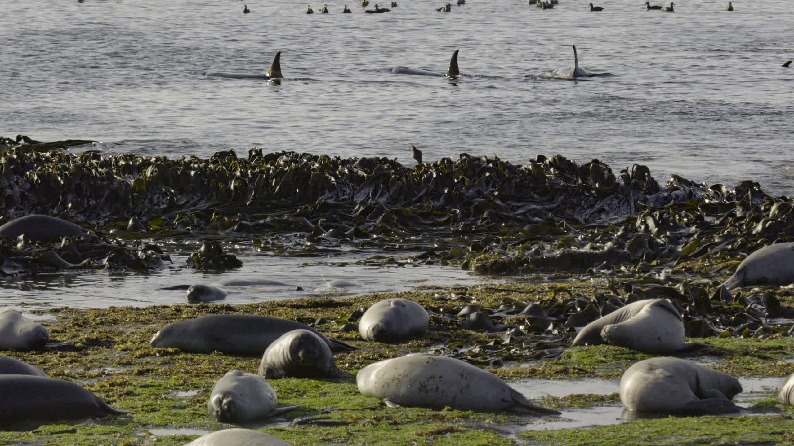 Orcas in the Falkland Islands pursue powerful elephant seals - a feat they can't do alone. (National Geographic for Disney+/Kevin Krug)