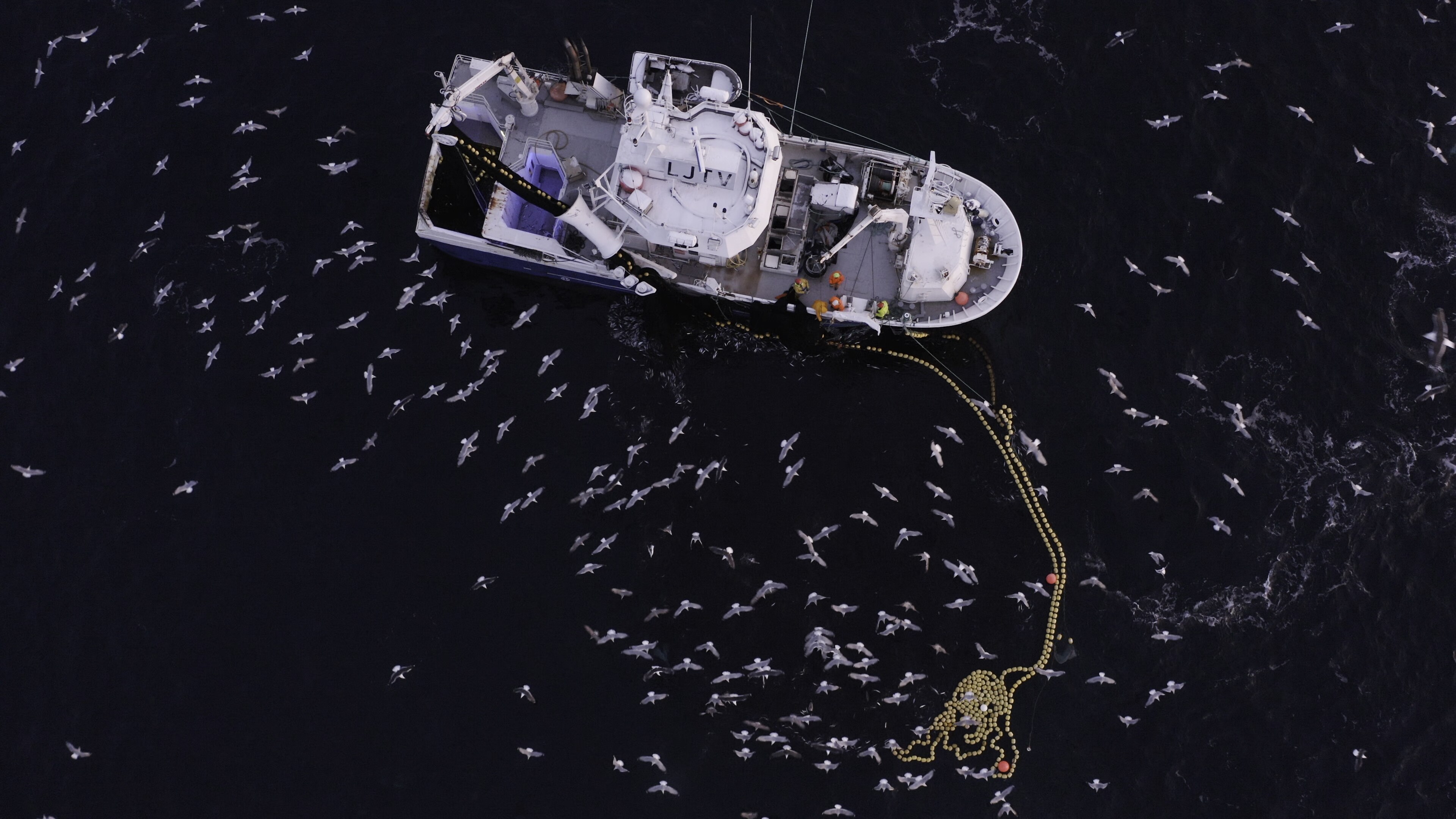 Orcas have learned to take advantage of Norway's fishing industry for easy prey. (National Geographic for Disney+/Alex Sletten)