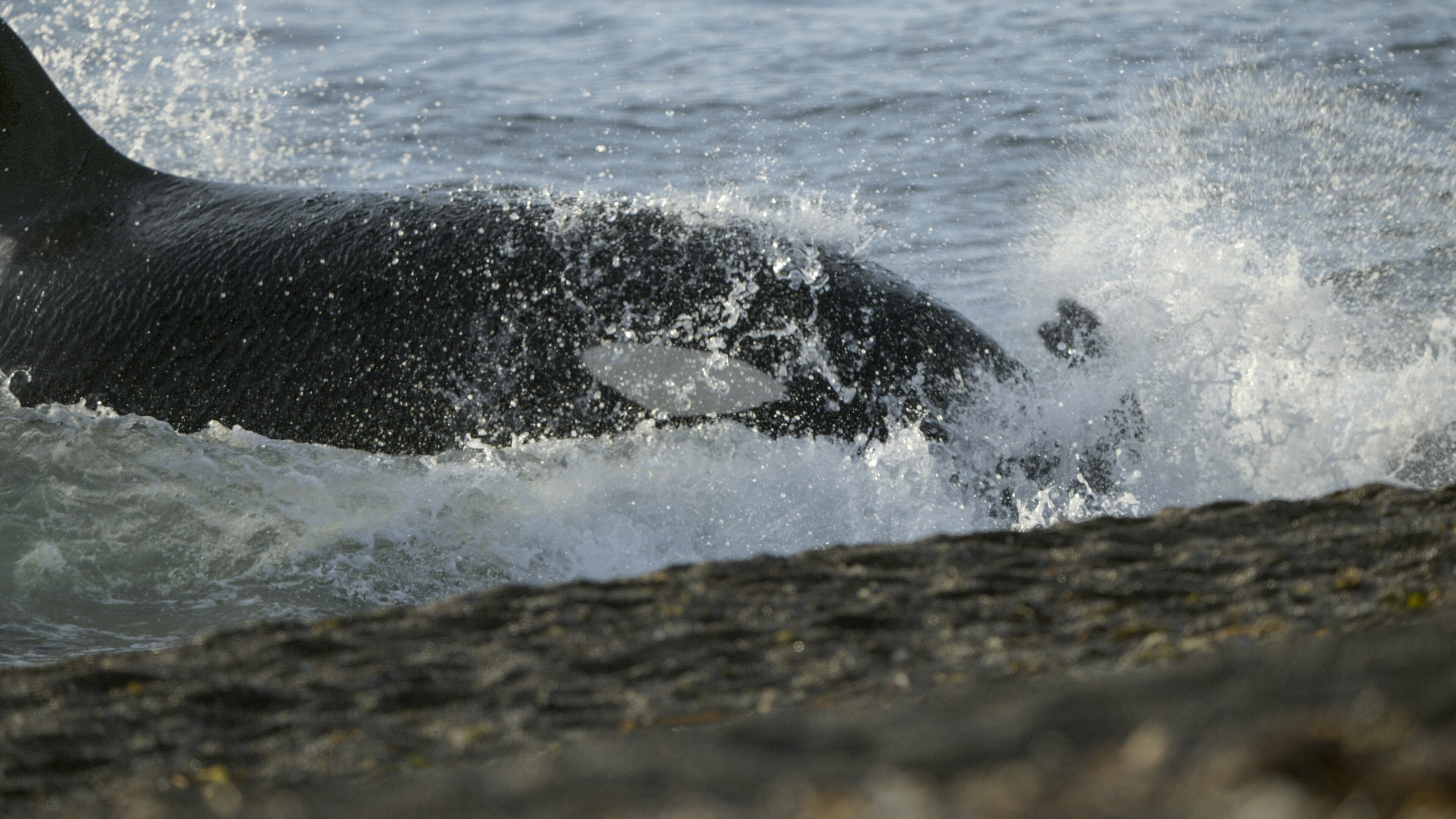 An adult orca pursue herring in the frigid waters off Norway's Atlantic coast. (National Geographic for Disney+/Luis Lamar)