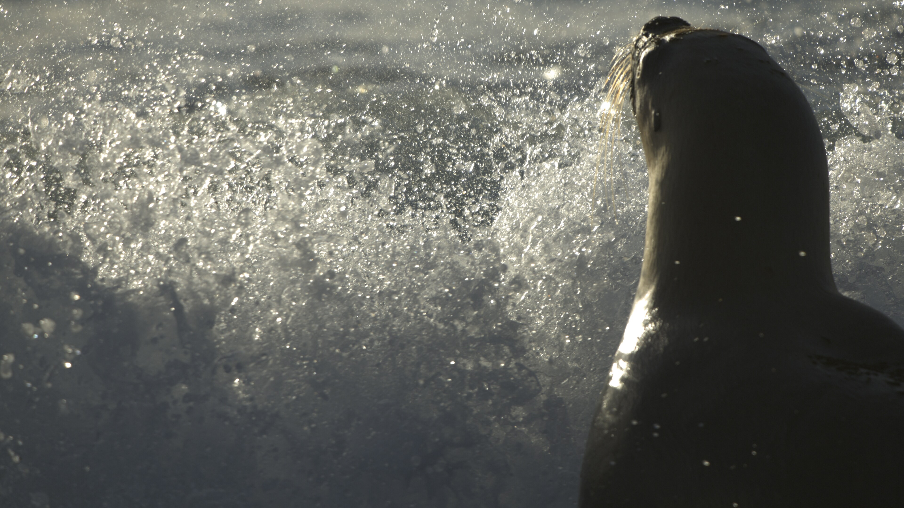 South American sea lions are agile swimmers, but one family of orcas has developed a strategy to take them from the beach. (National Geographic for Disney+/Hayes Baxley)
