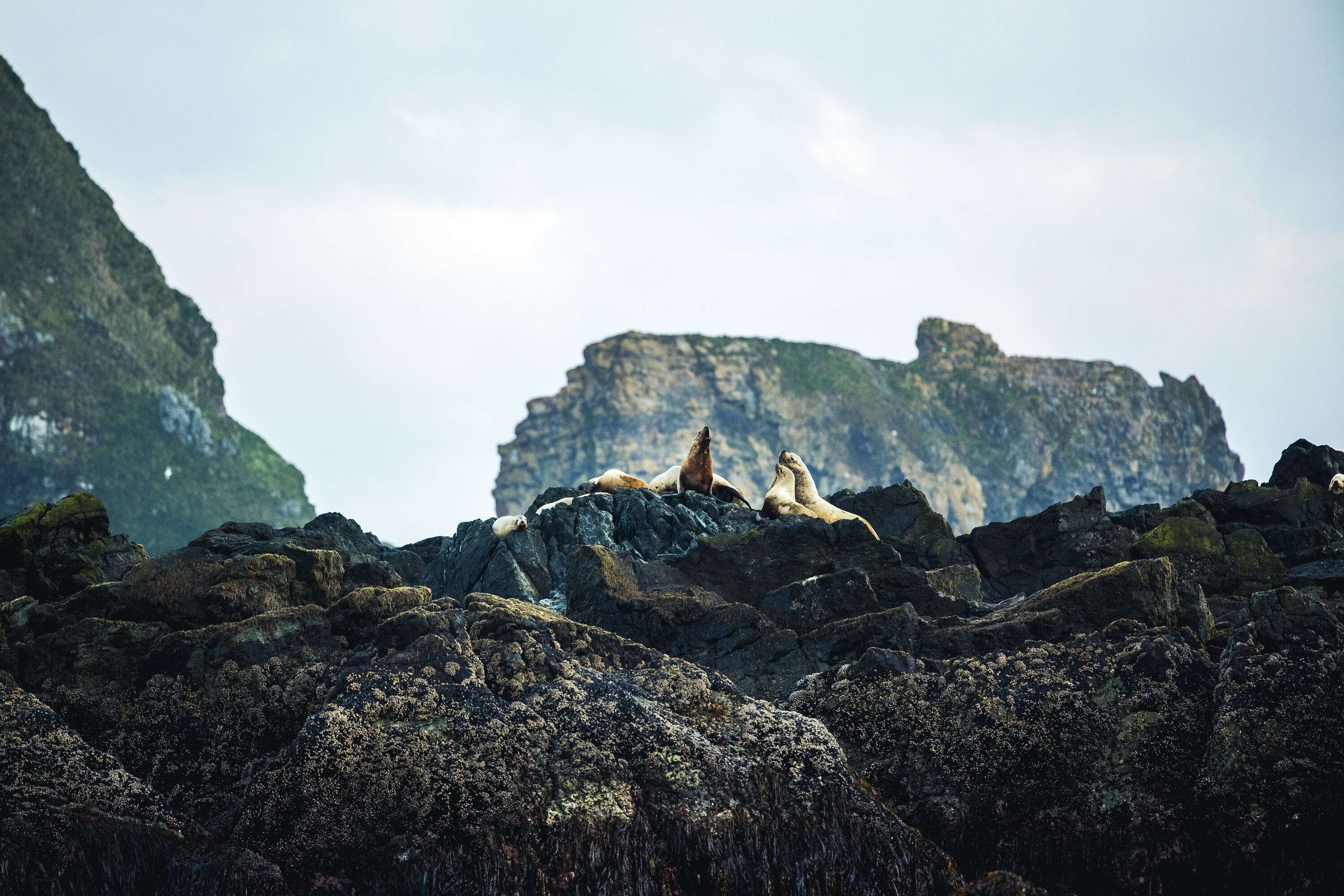 A small group of sea lions on rocky outcrop. (National Geographic for Disney+/Ryan Tidman)