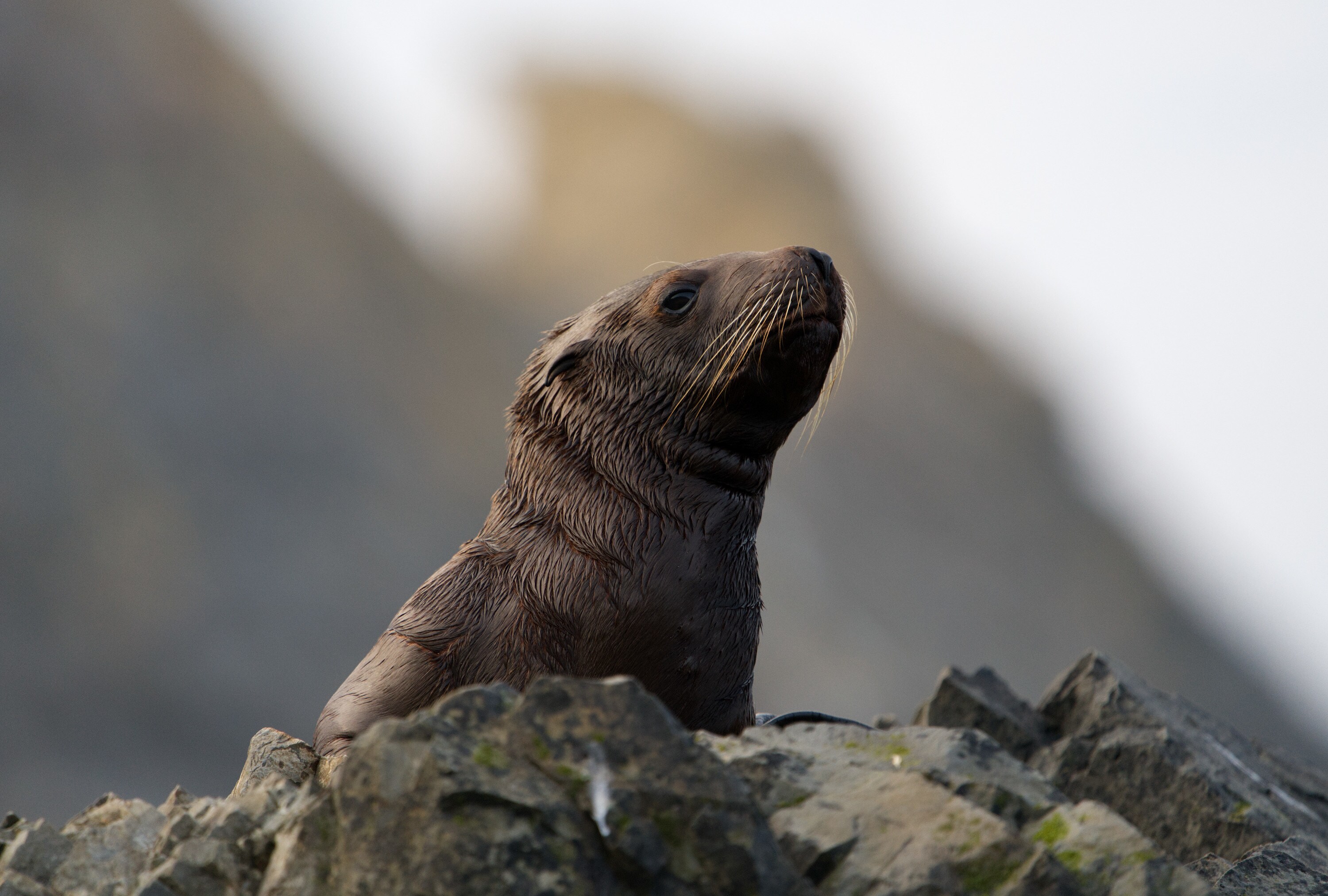Luna rests on rocks on Triangle Island. (National Geographic for Disney+/Ryan Tidman)