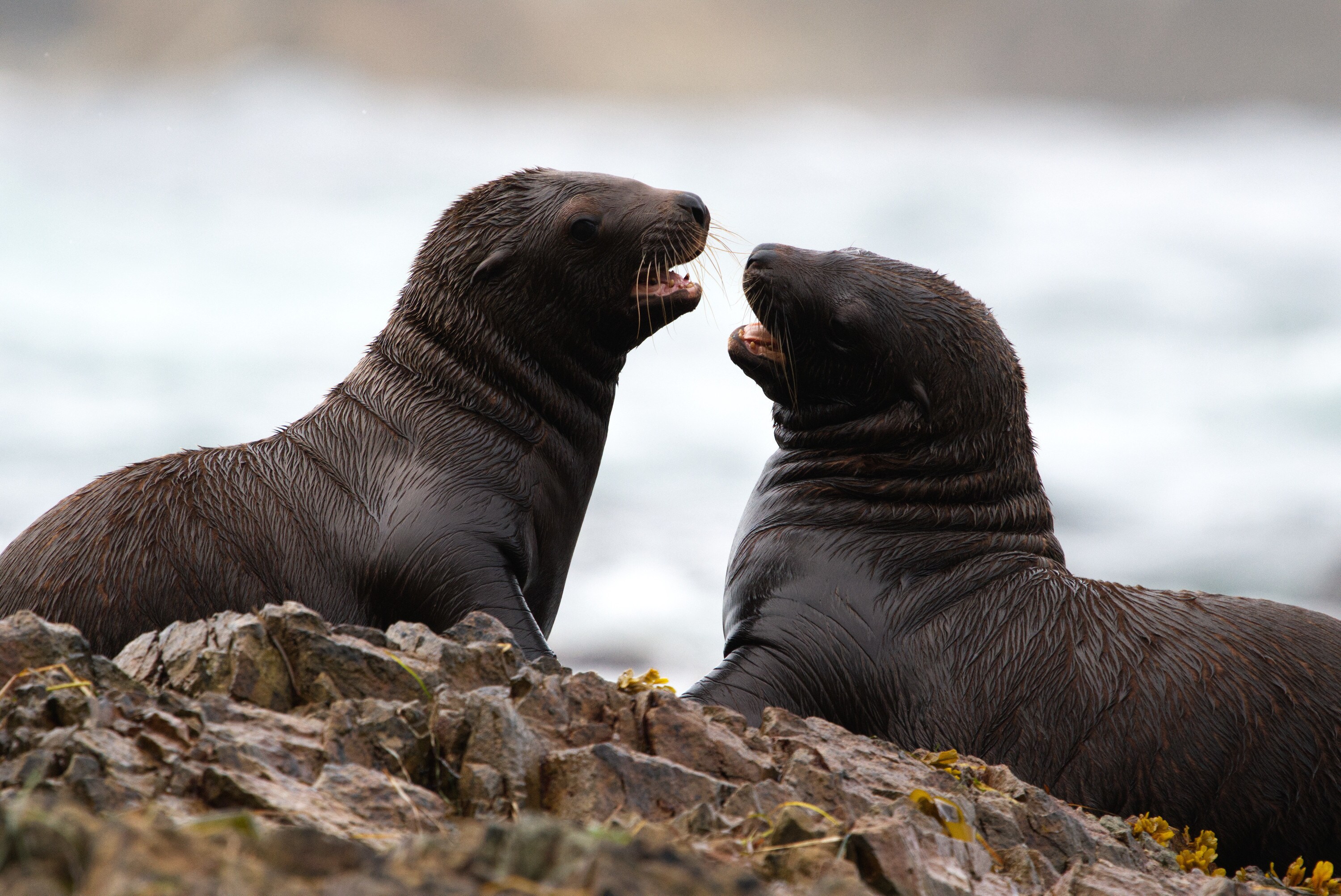 Two sea lion pups interact on the rocks. (National Geographic for Disney+/Ryan Tidman)