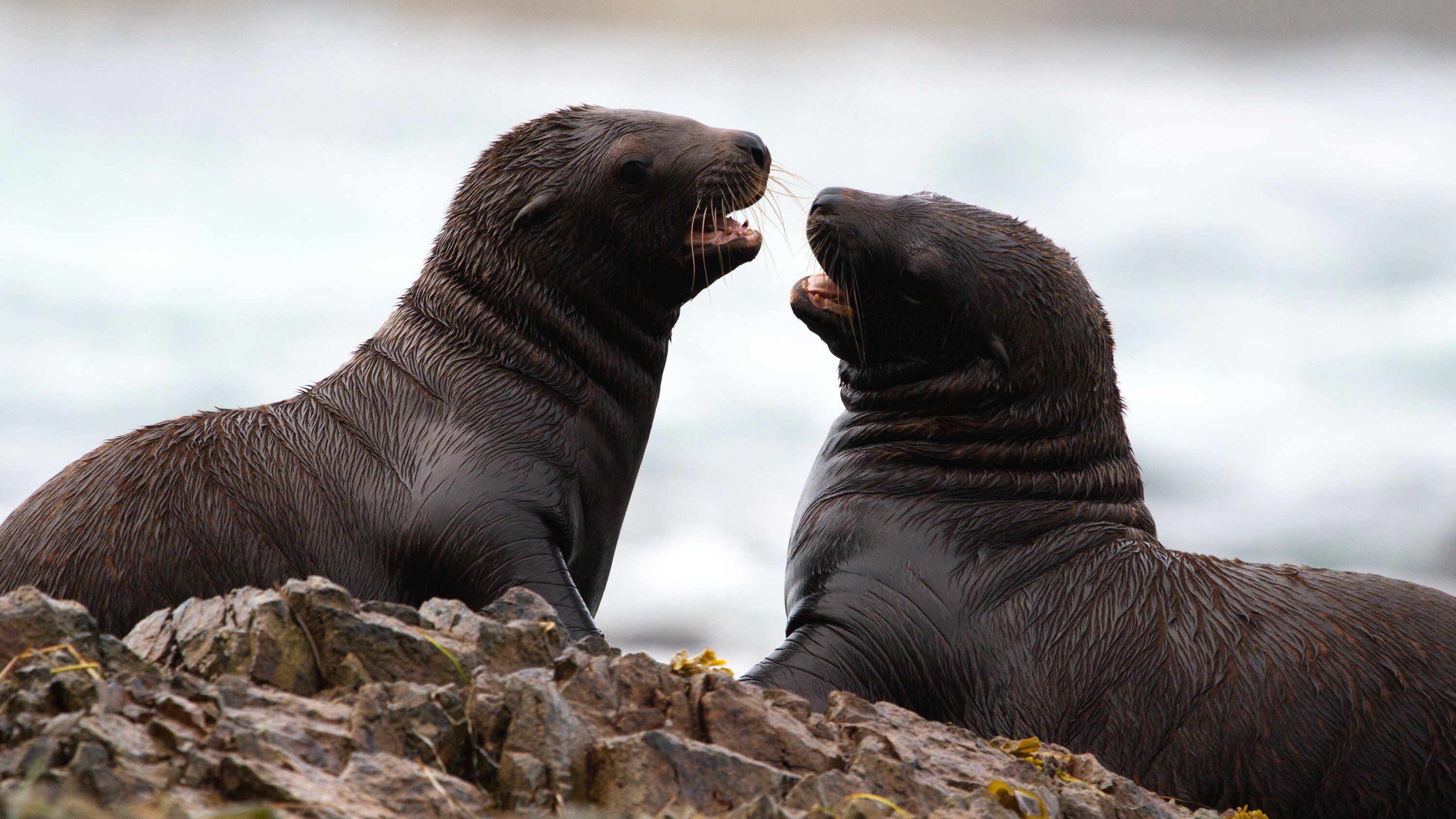 Two sea lion pups interact on the rocks. (National Geographic for Disney+/Ryan Tidman)