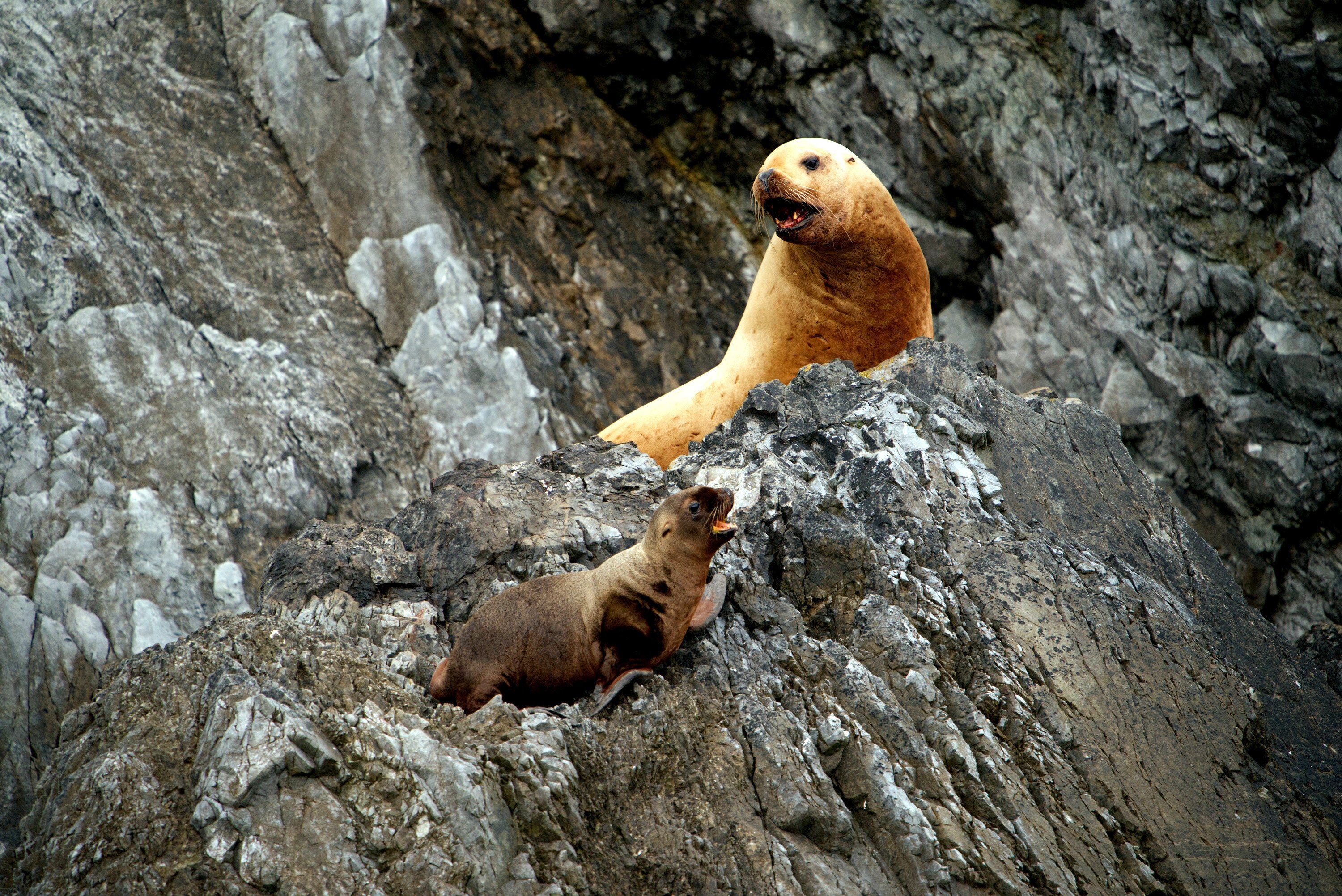 Star and sea lion pup Luna on the rocks of Triangle Island. (National Geographic for Disney+/Ryan Tidman)