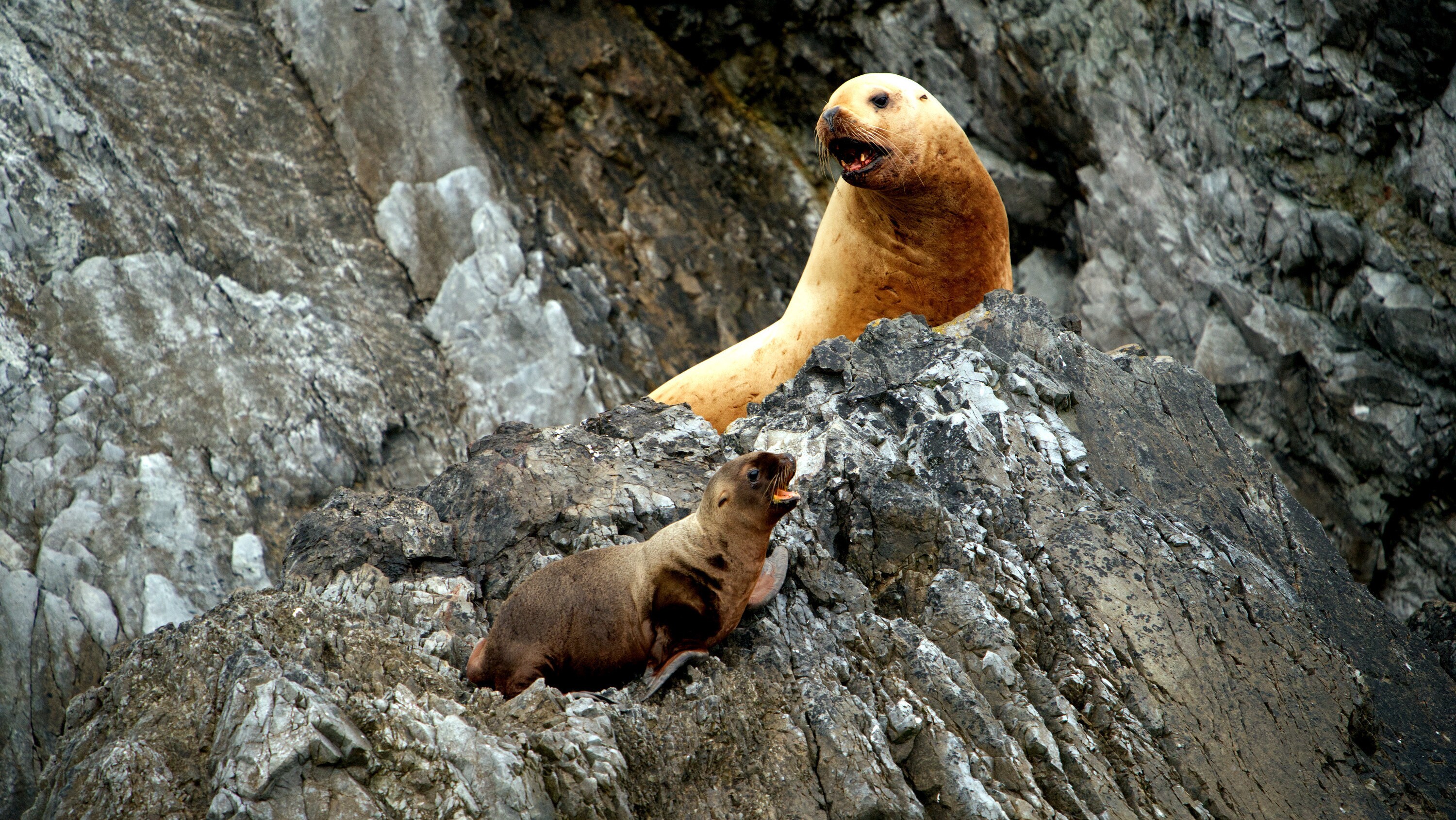 Star and sea lion pup Luna on the rocks of Triangle Island. (National Geographic for Disney+/Ryan Tidman)