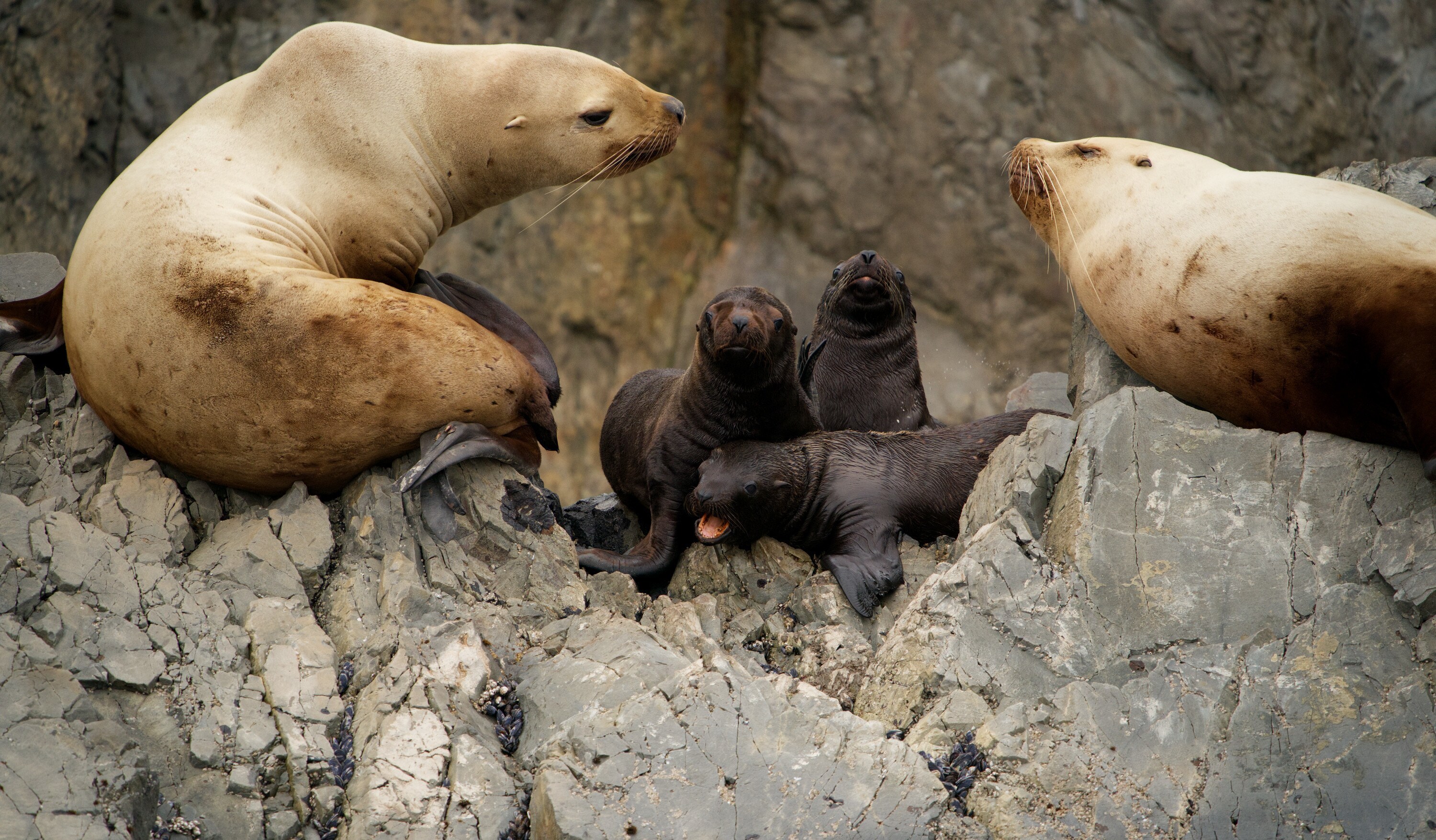 Star sits with pup Luna and other sea lions on the rocks of Triangle Island. (National Geographic for Disney+/Ryan Tidman)