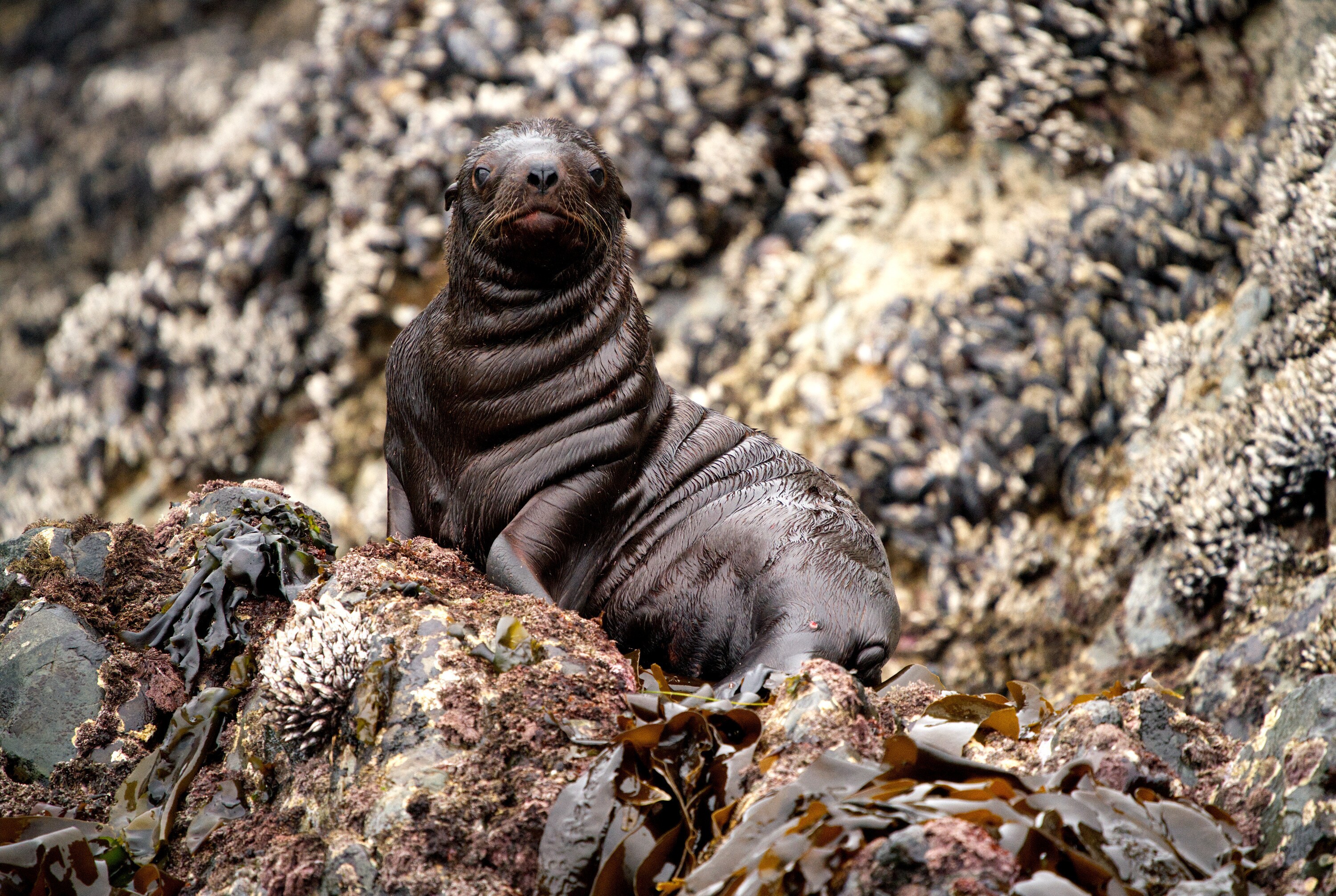 Sea lion pup Luna. (National Geographic for Disney+/Ryan Tidman)