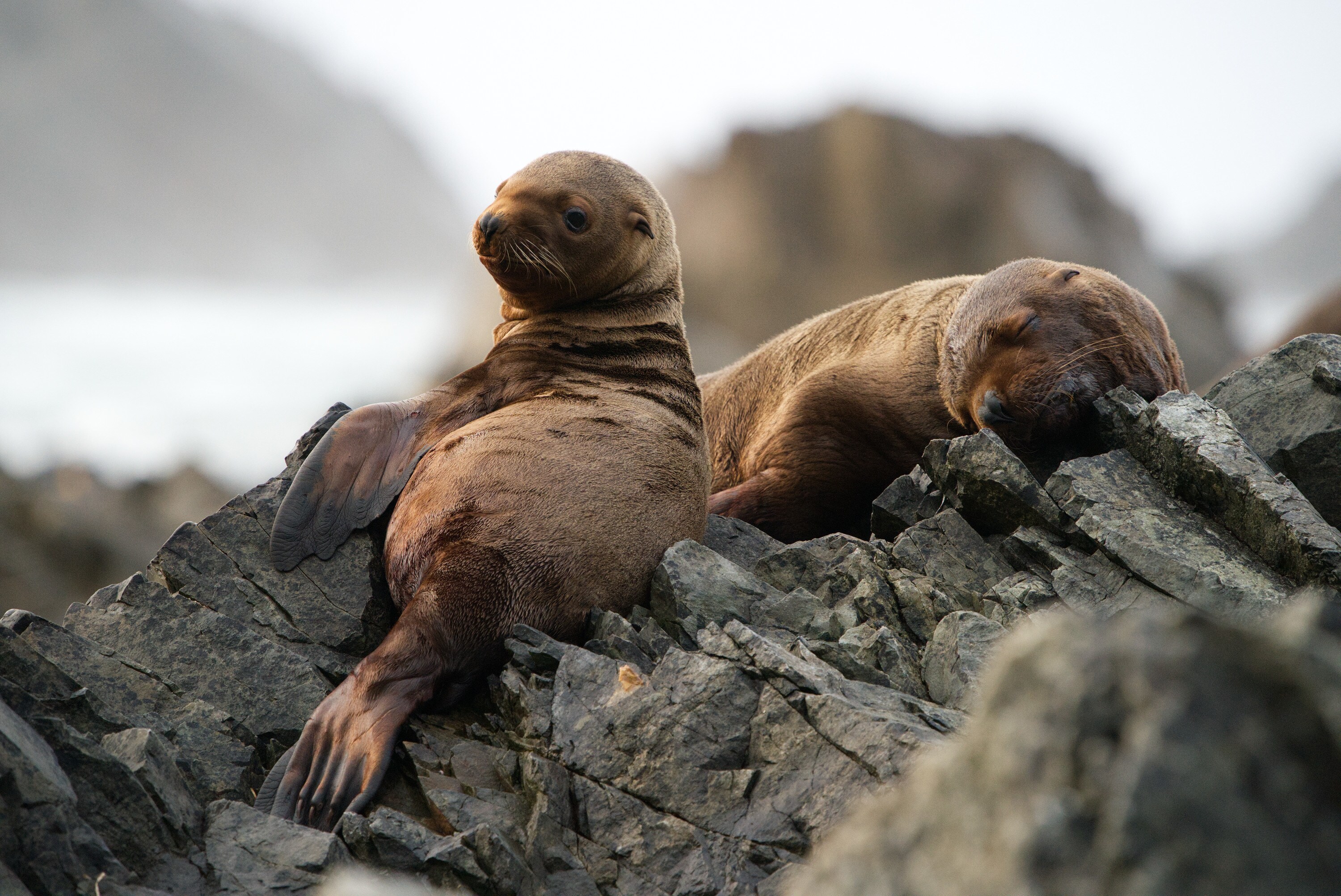 Luna and another pup on the rocks, Triangle Island. (National Geographic for Disney+/Ryan Tidman)