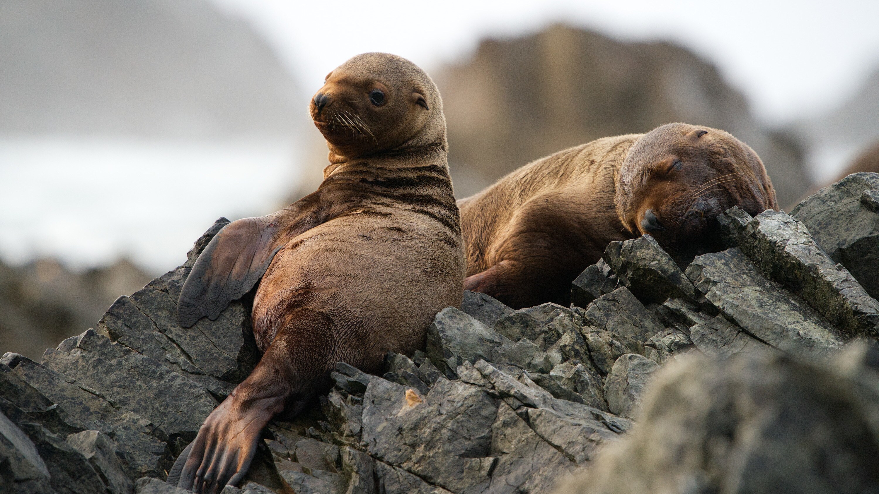 Luna and another pup on the rocks, Triangle Island. (National Geographic for Disney+/Ryan Tidman)