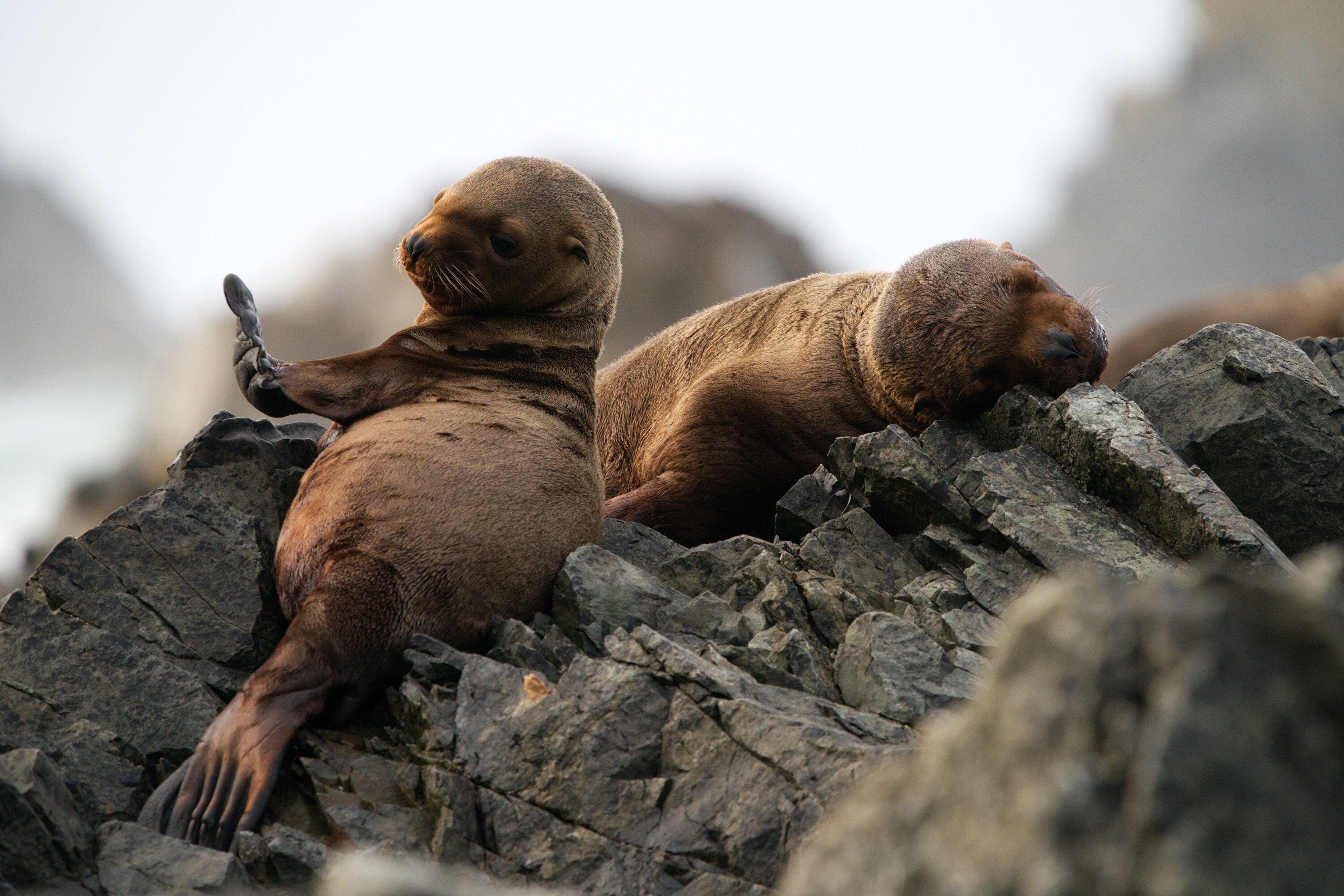 Luna looks at her flipper while another pup sleeps on the rocks. (National Geographic for Disney+/Ryan Tidman)