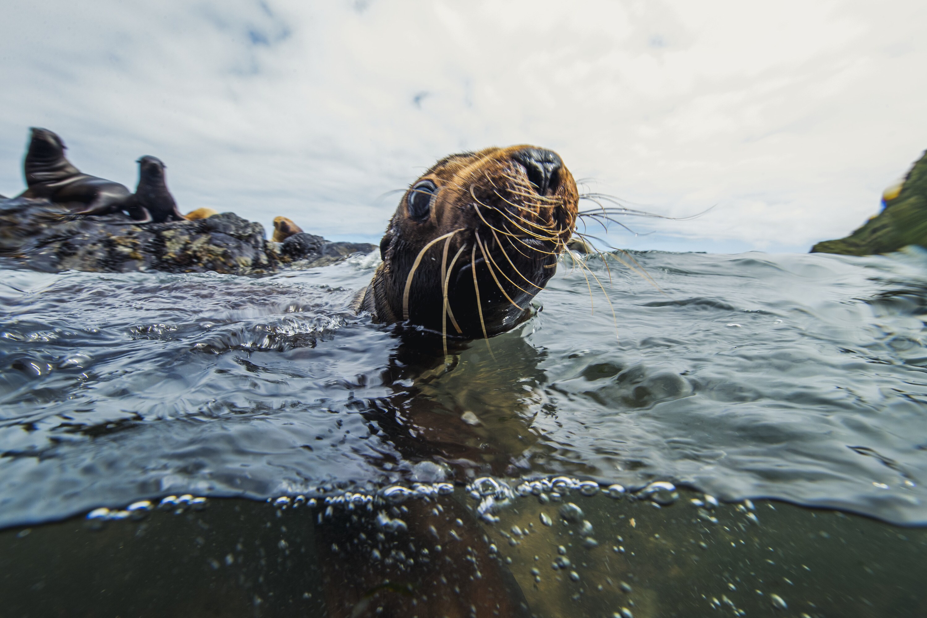 Luna's head pokes out of the water off of Triangle Island. (National Geographic for Disney+/Ryan Tidman)