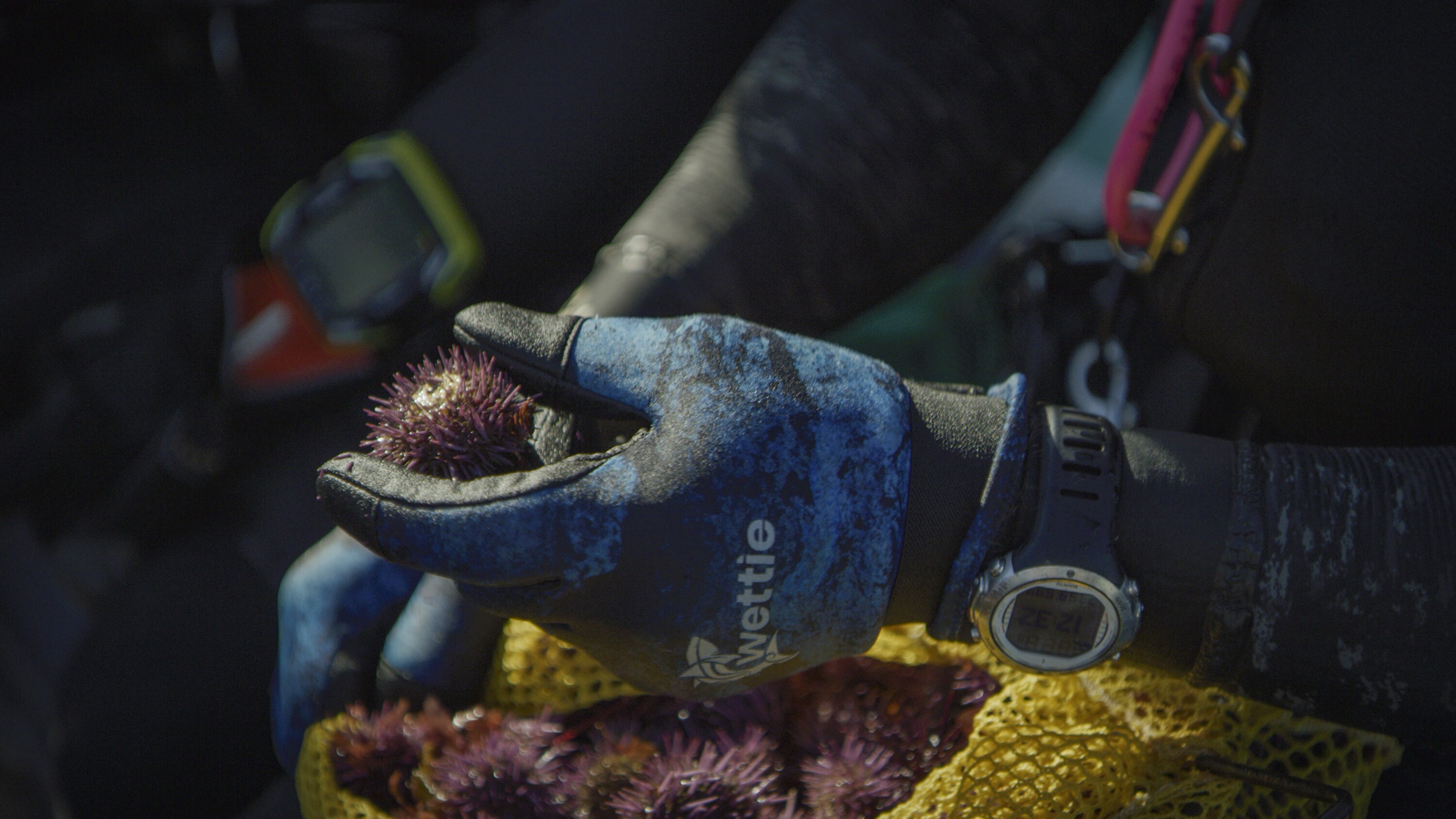 A diver holds one of the many sea urchins removed from Monterey Bay by volunteers. This species has proliferated in recent years, decimating kelp forests which are essential to the wildlife of these shores.   (National Geographic/Connor Gallagher)