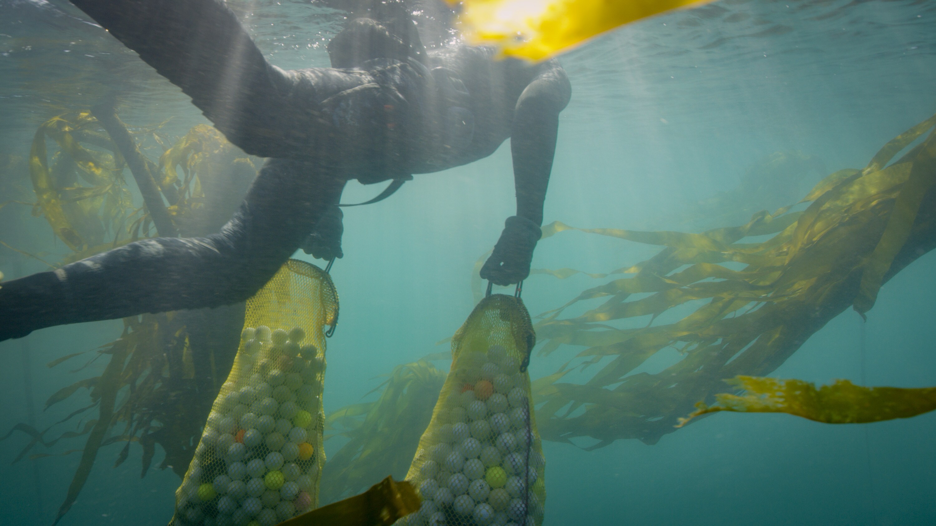 Alex Weber swims to the surface carrying two full bags of golf balls. (National Geographic/Connor Gallagher)