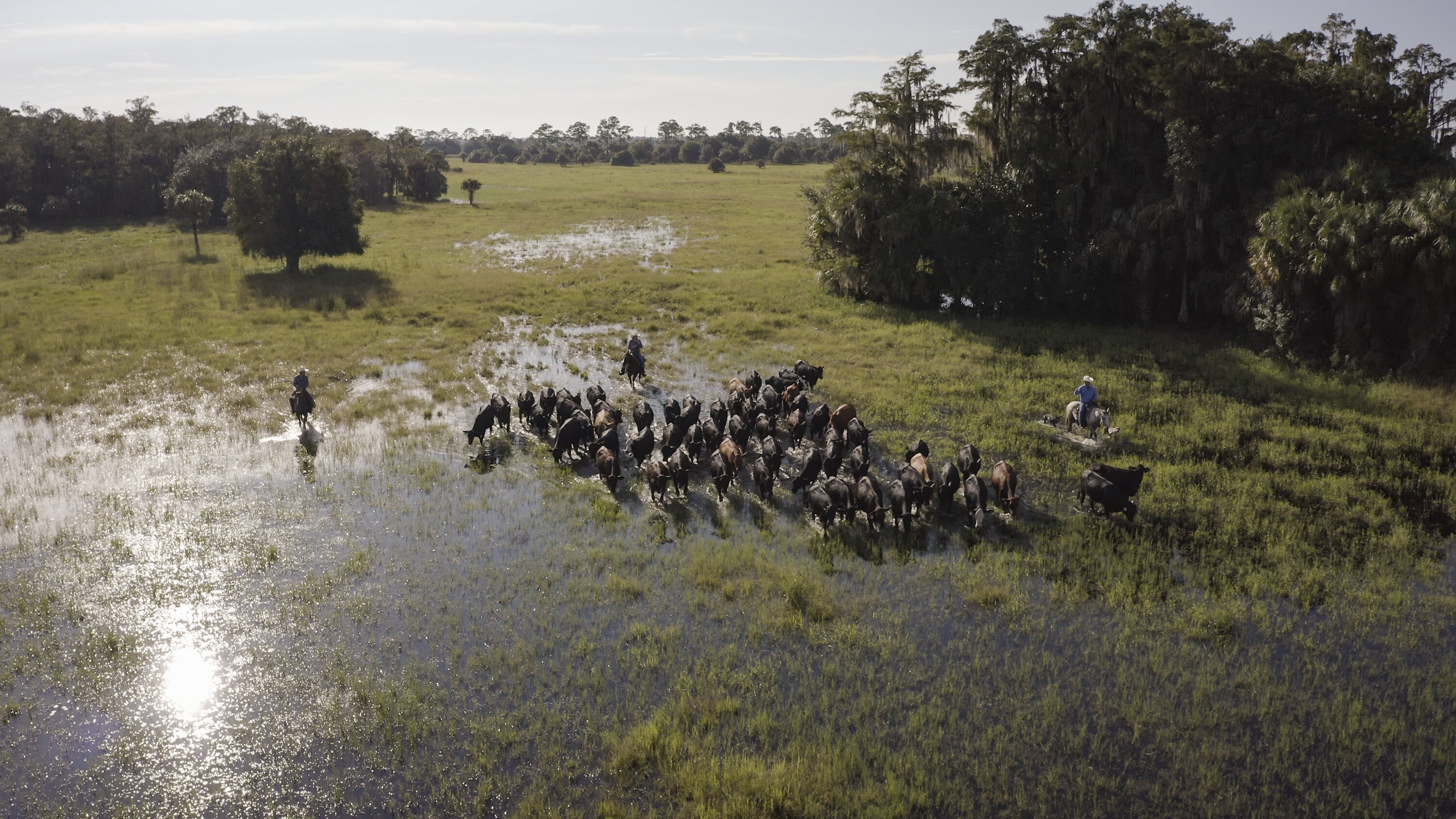 Cowboys herd their cattle through marshland. This is an old Floridian tradition but ranchers also help protect pristine swamplands from being lost to urban development. (National Geographic/Austin Ferguson)