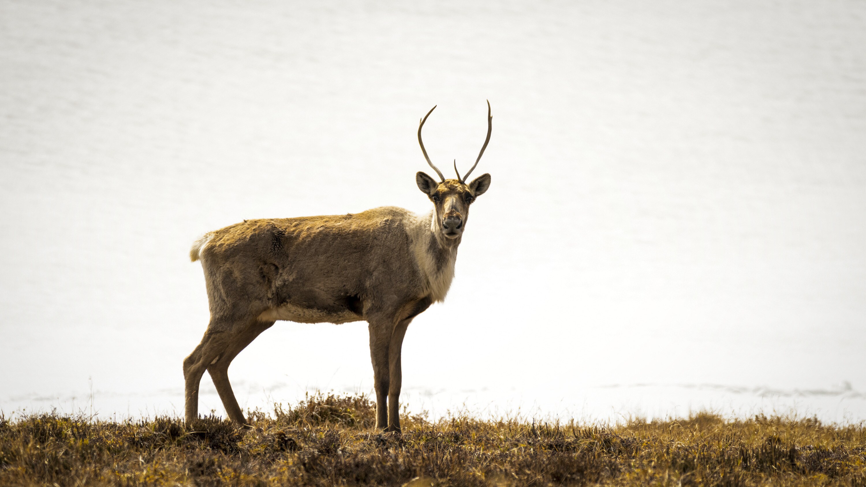 One of Alaska's native species, a caribou stands watch for predators. (National Geographic/Nick Hawkins)