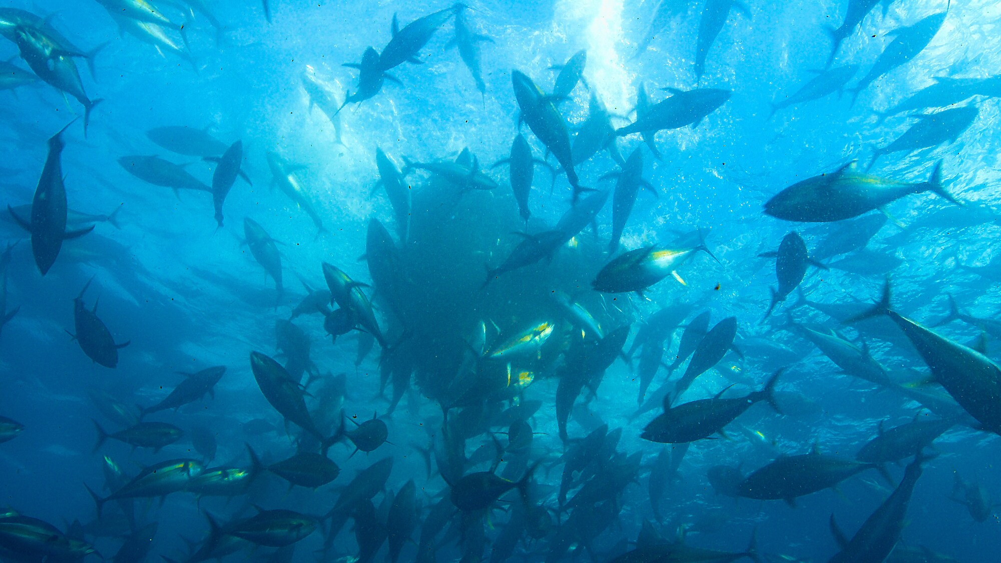 A shoal of tuna swimming around a bait ball. (Credit: National Geographic/Bertie Gregory for Disney+)