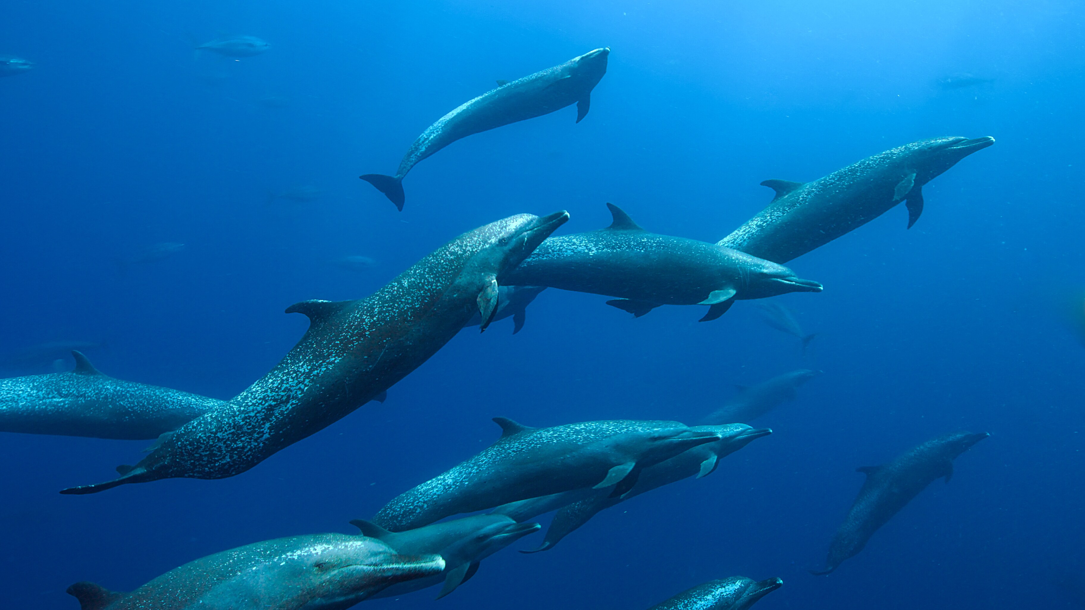 Spotted dolphins swimming towards a meal. (Credit: National Geographic/Johnny Rogers for Disney+)