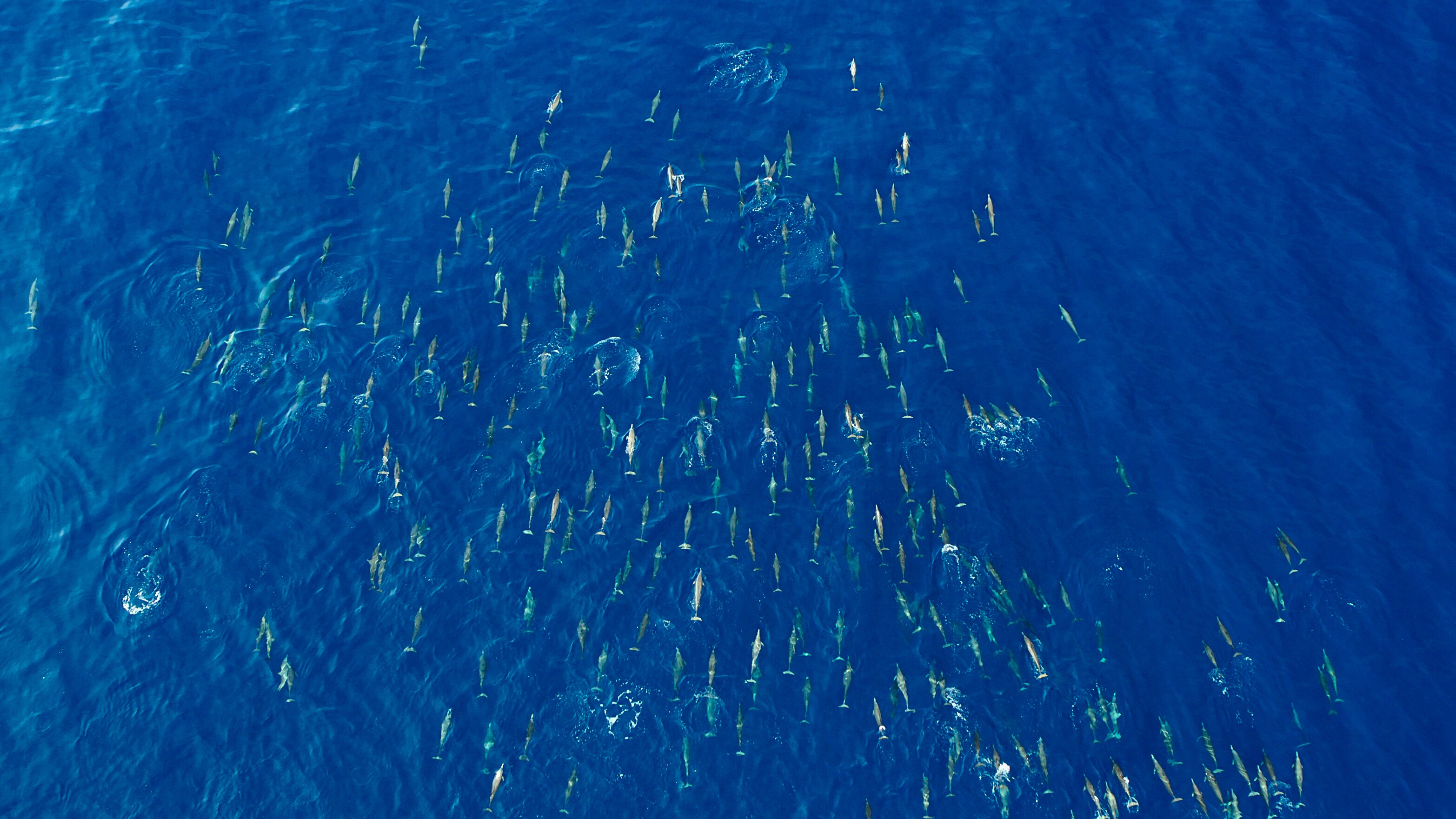 A large pod of Spinner dolphins. (Credit: National Geographic/Bertie Gregory for Disney+)