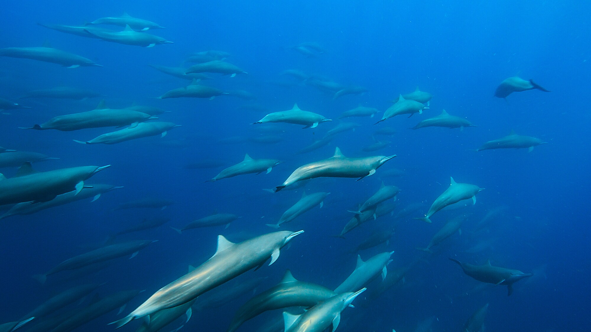 A large pod of Spinner dolphins. (Credit: National Geographic/Bertie Gregory for Disney+)