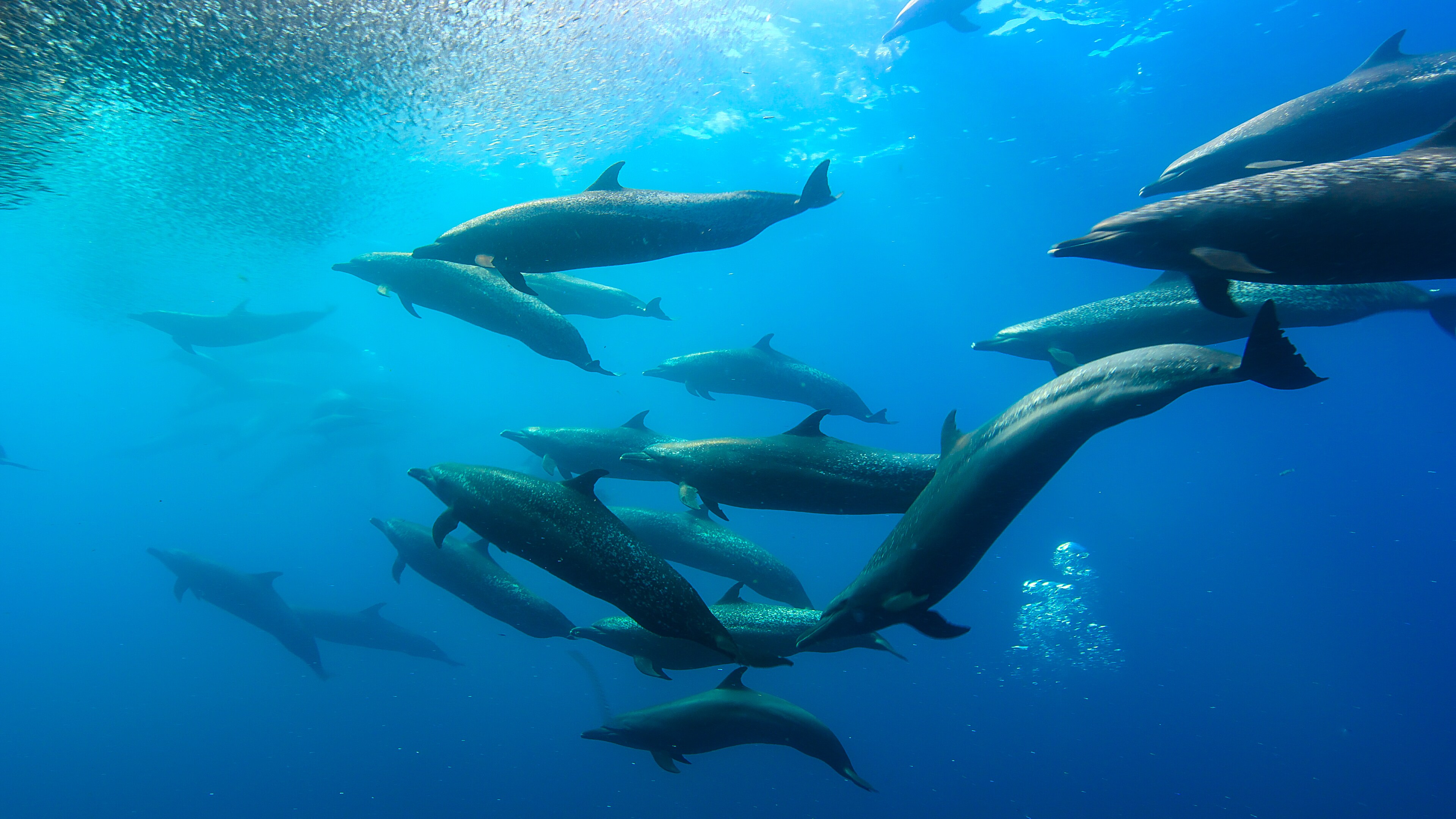 A pod of spotted dolphins. (Credit: National Geographic/Johnny Rogers for Disney+)