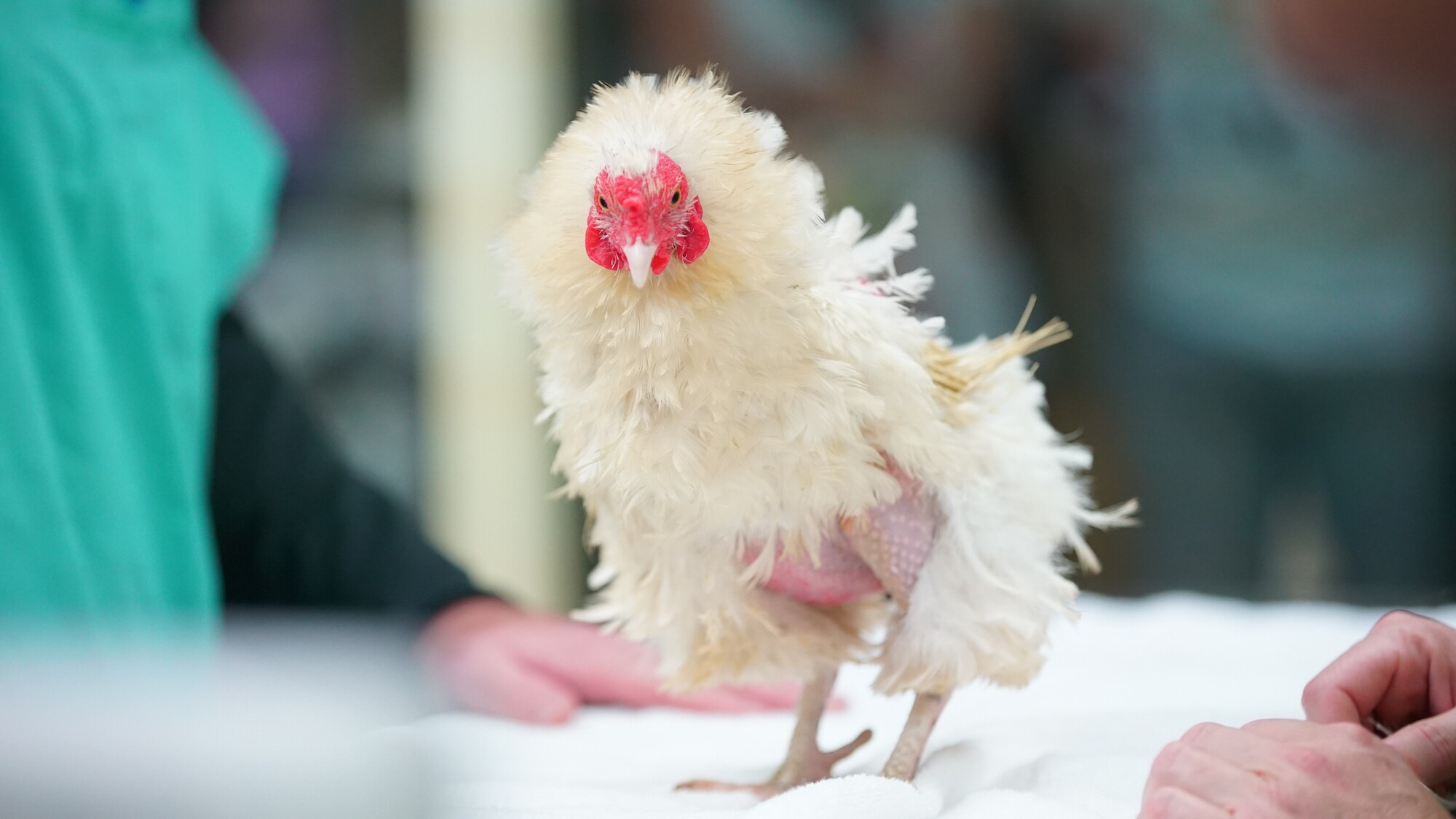 Popcorn, the Frizzle Chicken, receives a checkup after undergoing reproductive surgery. (Disney)