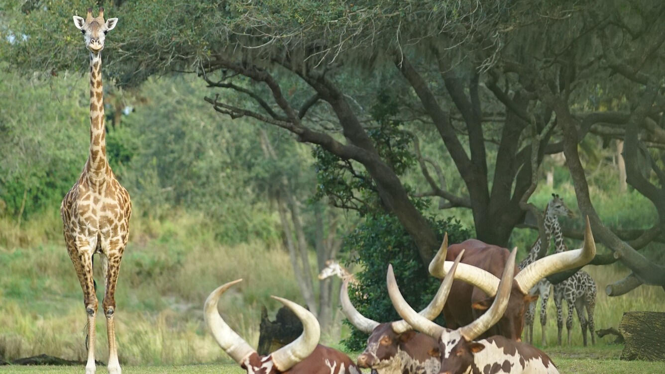 A Masai giraffe and herd of Ankole cattle. (Disney)