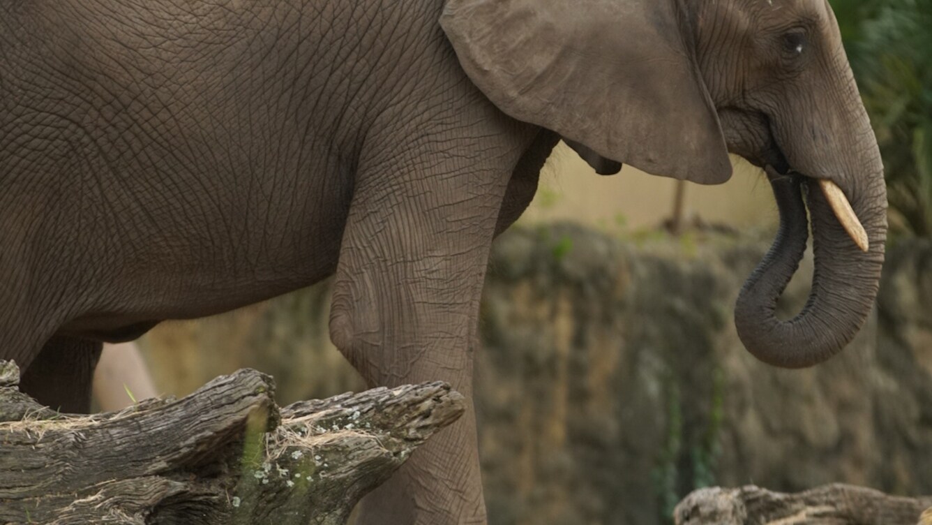 Nadirah the African Elephant. (Disney)