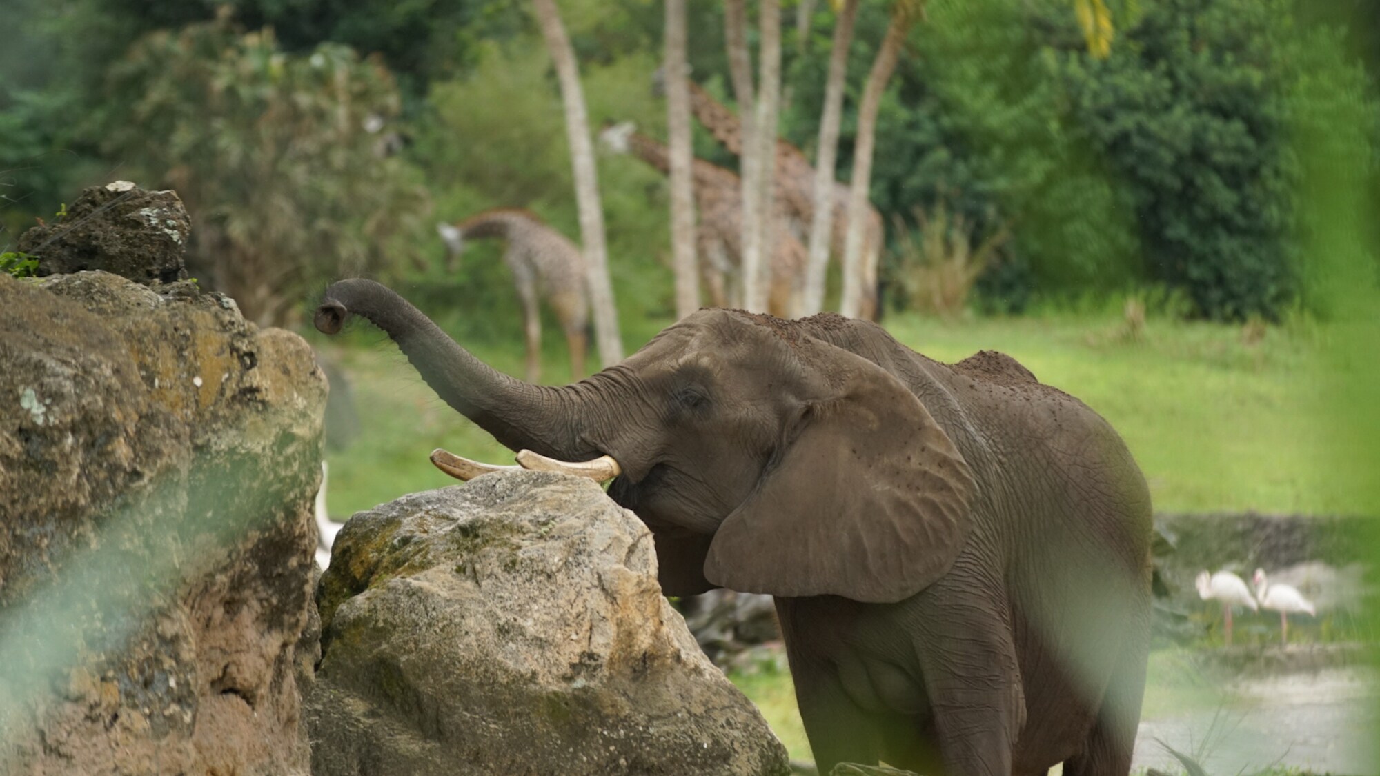 An African Elephant at the Kilimanjaro Safari. (Disney)