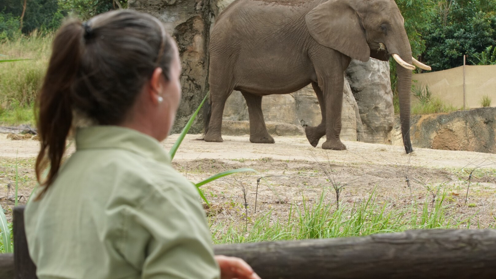 Keeper Elizabeth Dolan observes an African Elephant. (Disney)