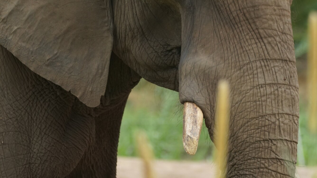 Maclean, Mac for short, the African Elephant. (Disney)