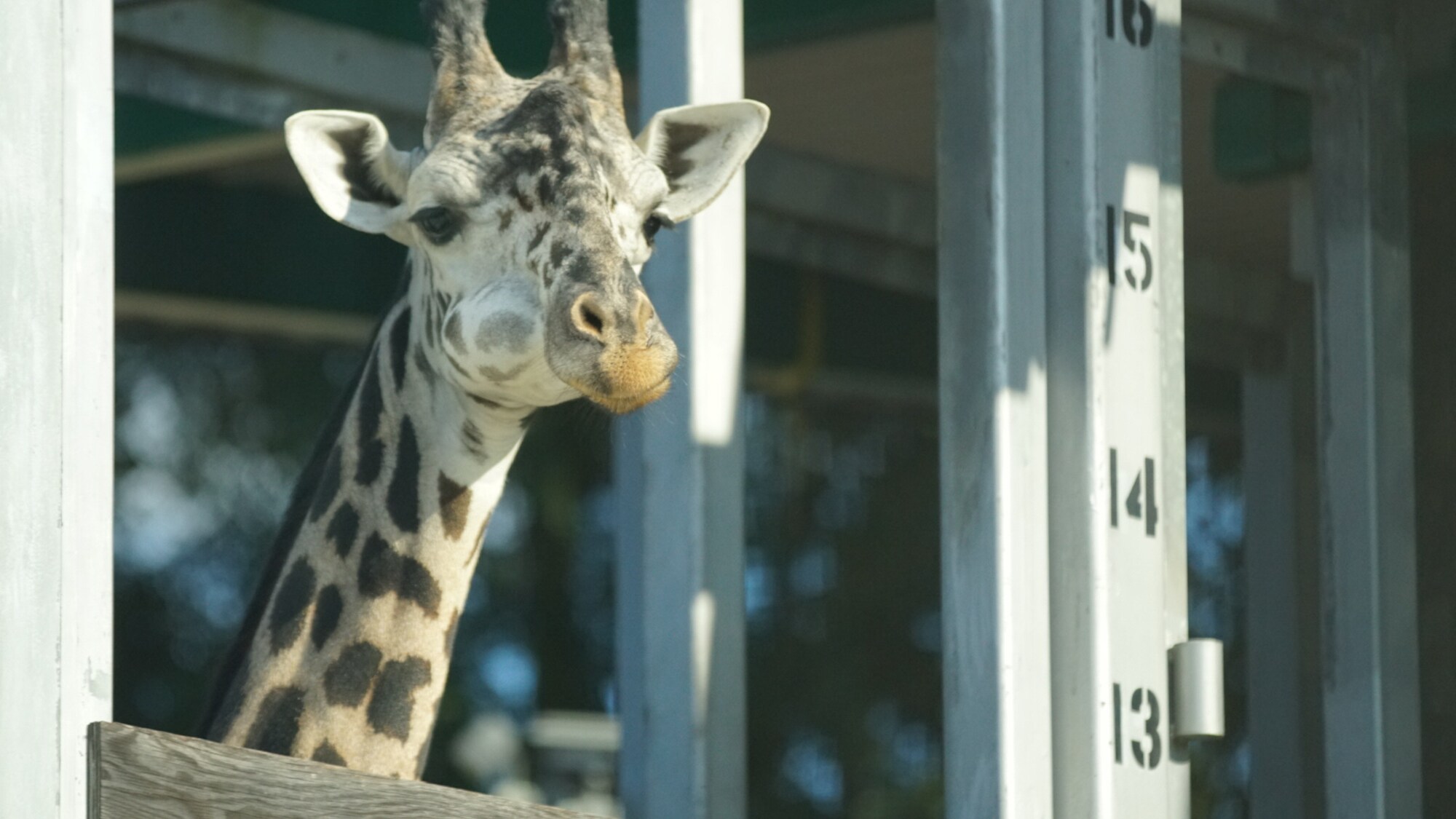 A Masai giraffe. (Disney)