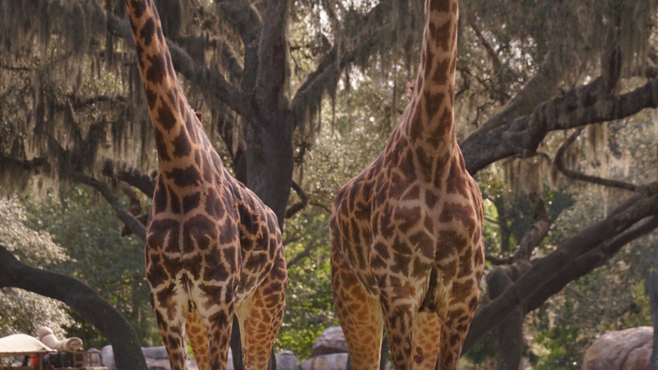 Masai giraffes on the savannah at the Kilimanjaro Safari. (Disney)