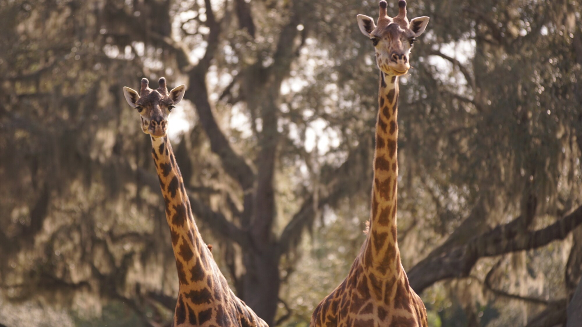 Masai giraffes on the savannah at the Kilimanjaro Safari. (Disney)