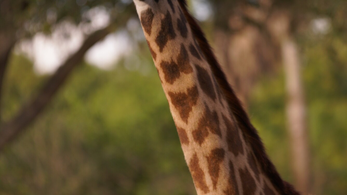 Masai giraffe on the savannah at the Kilimanjaro Safari. (Disney)