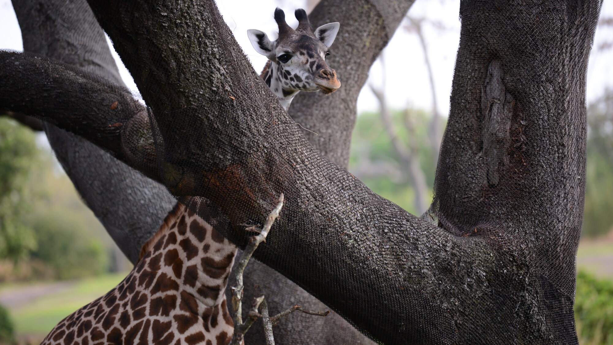 Masai Giraffe peers through a tree on the savanna. (National Geographic/Gene Page)