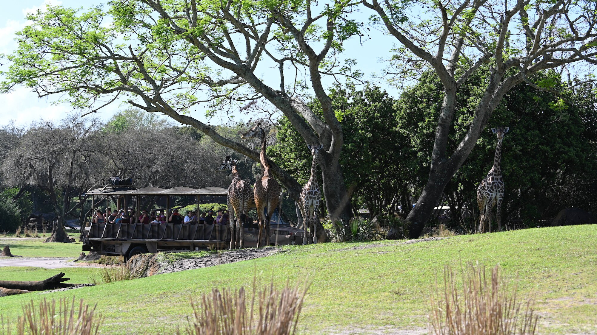 Guests observe giraffes on the savanna. (National Geographic/Gene Page)