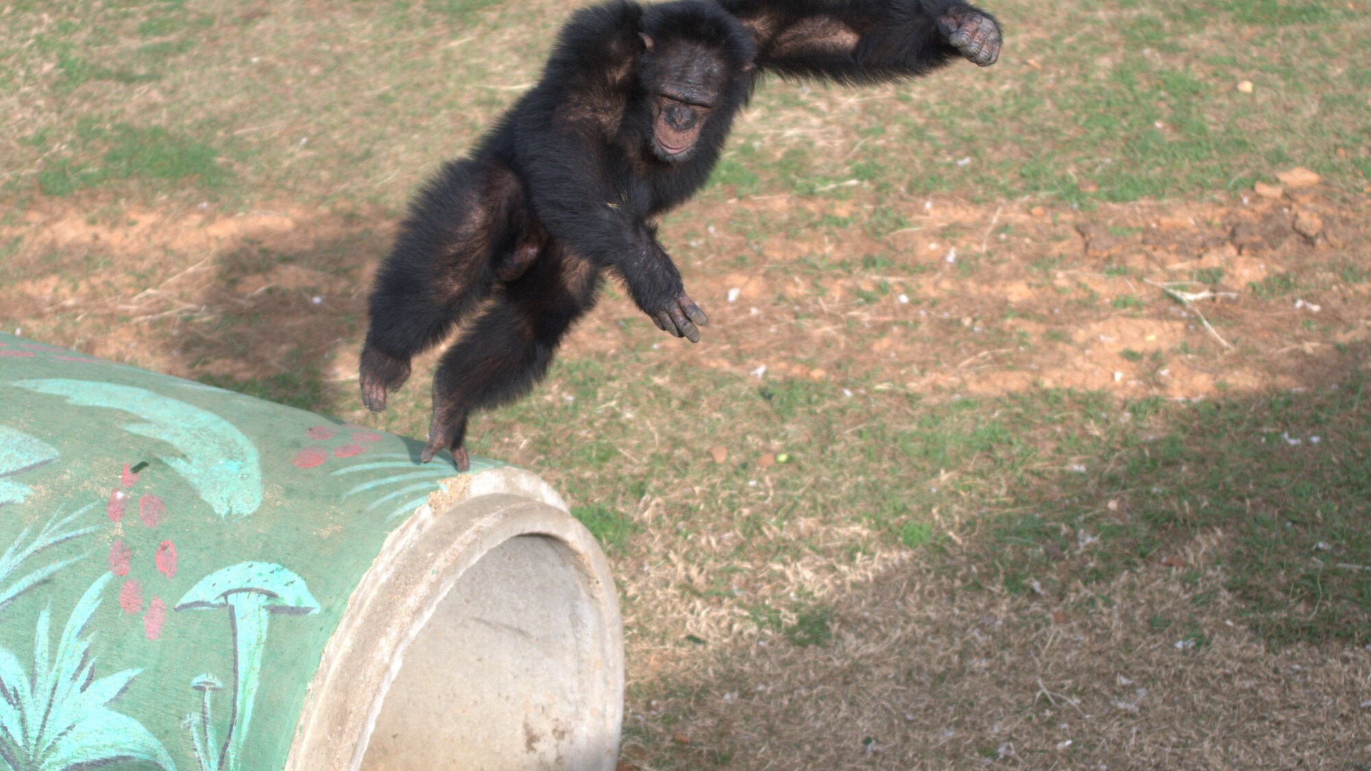 Jimmy Dean in mid jump off a painted concrete cylinder. Jimmy Dean is one of the adolescent males in Sara Soda's Group. (Nick Chapoy)